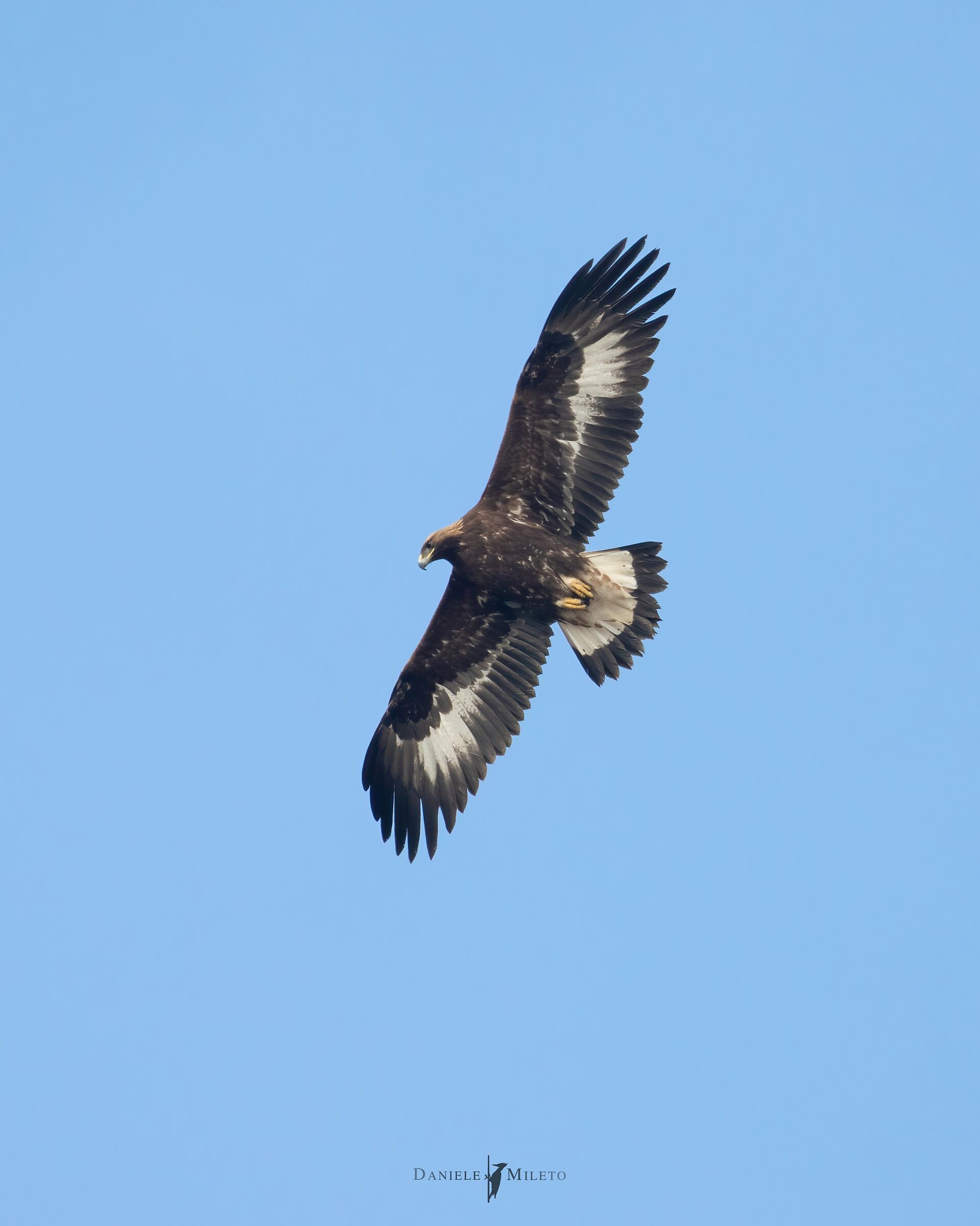 Golden eagle a bit far away