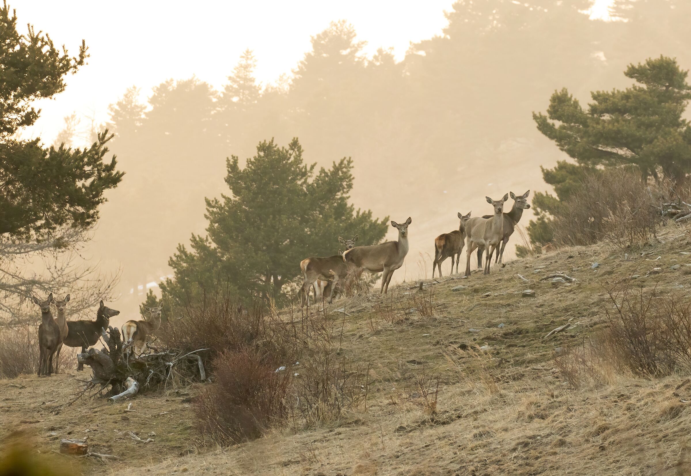 Deer at sunset in alpine environment