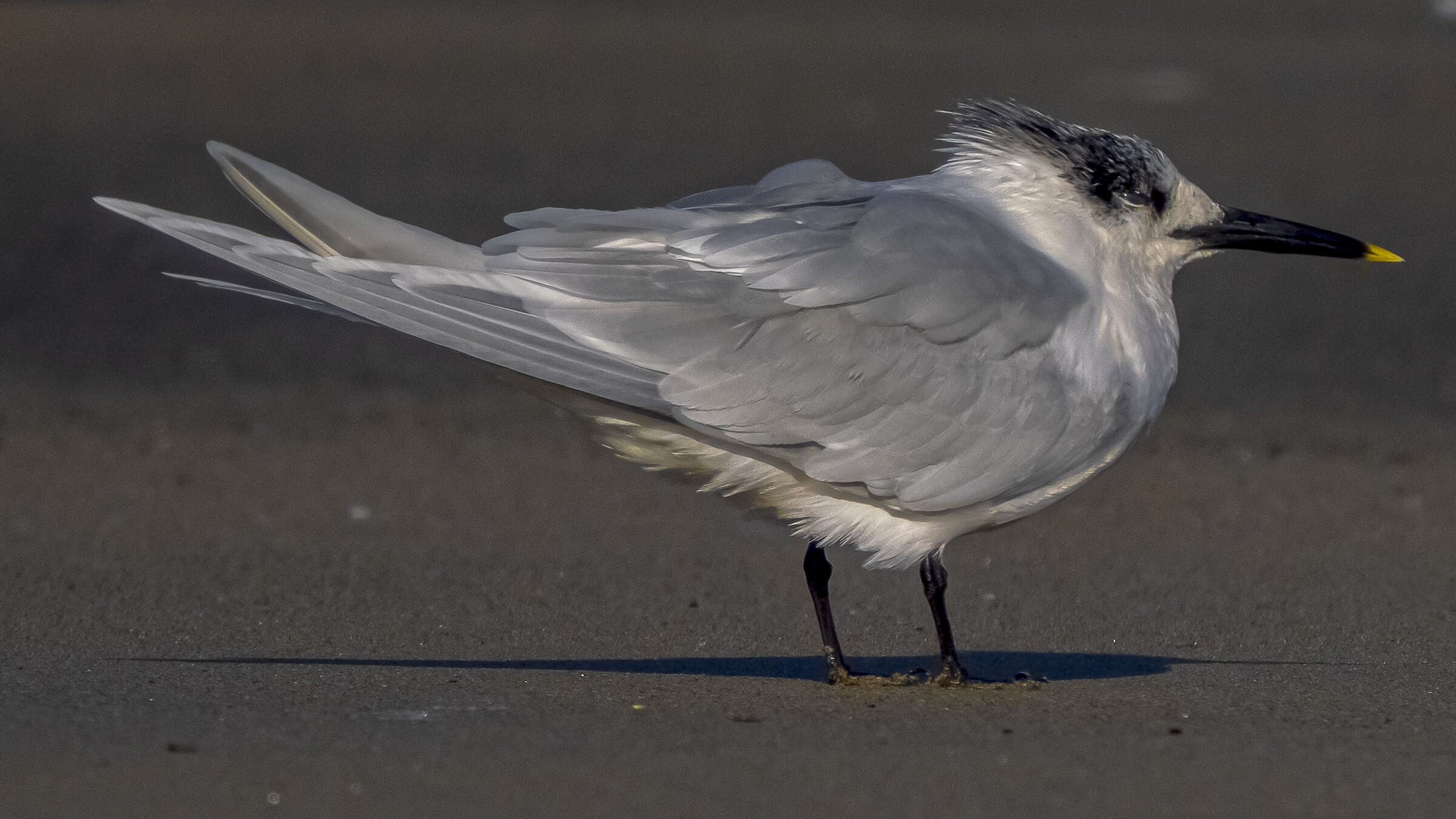 Sandwich tern