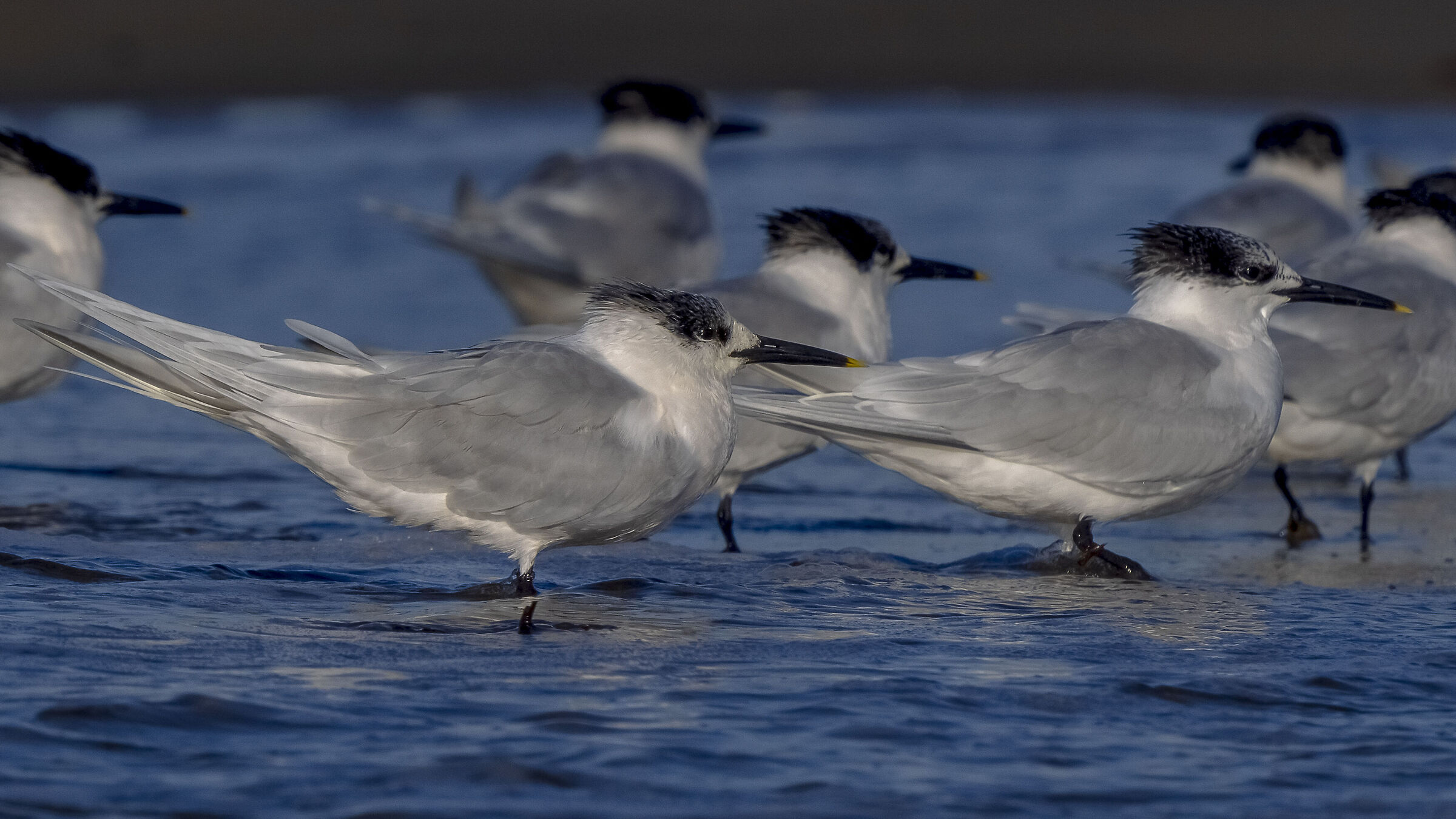 Sandwich tern