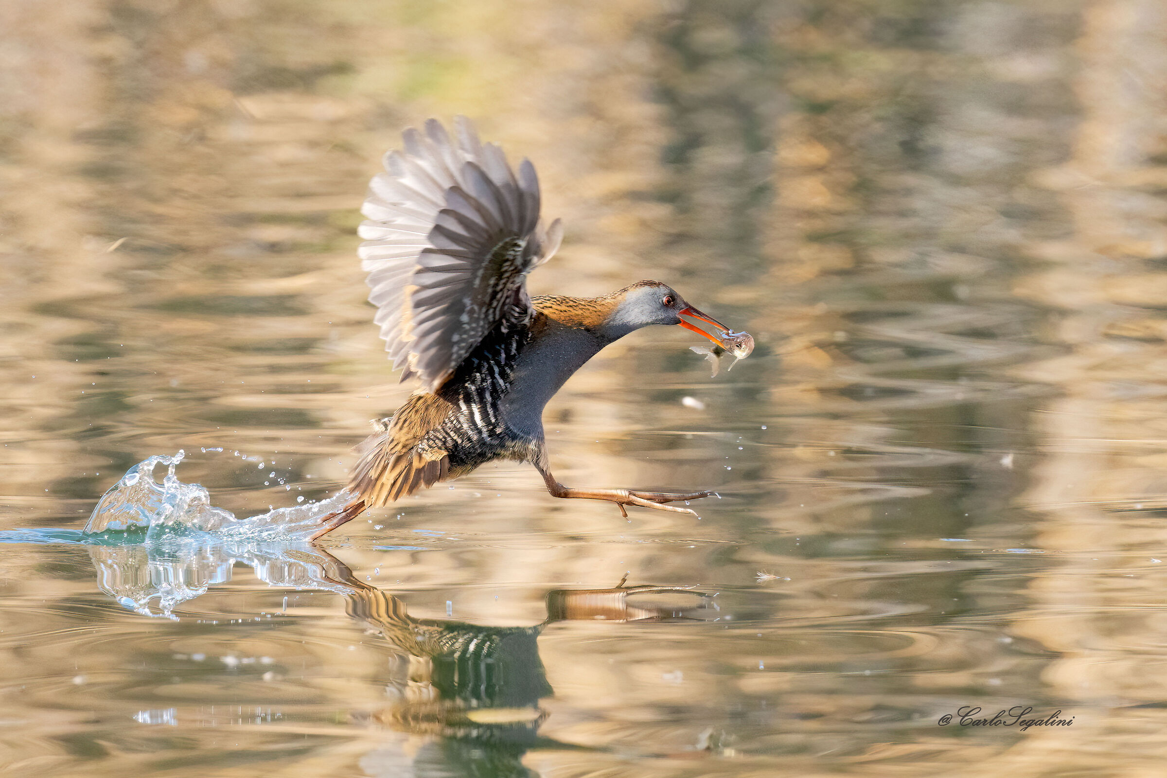 A gambe  levate, più veloce del vento