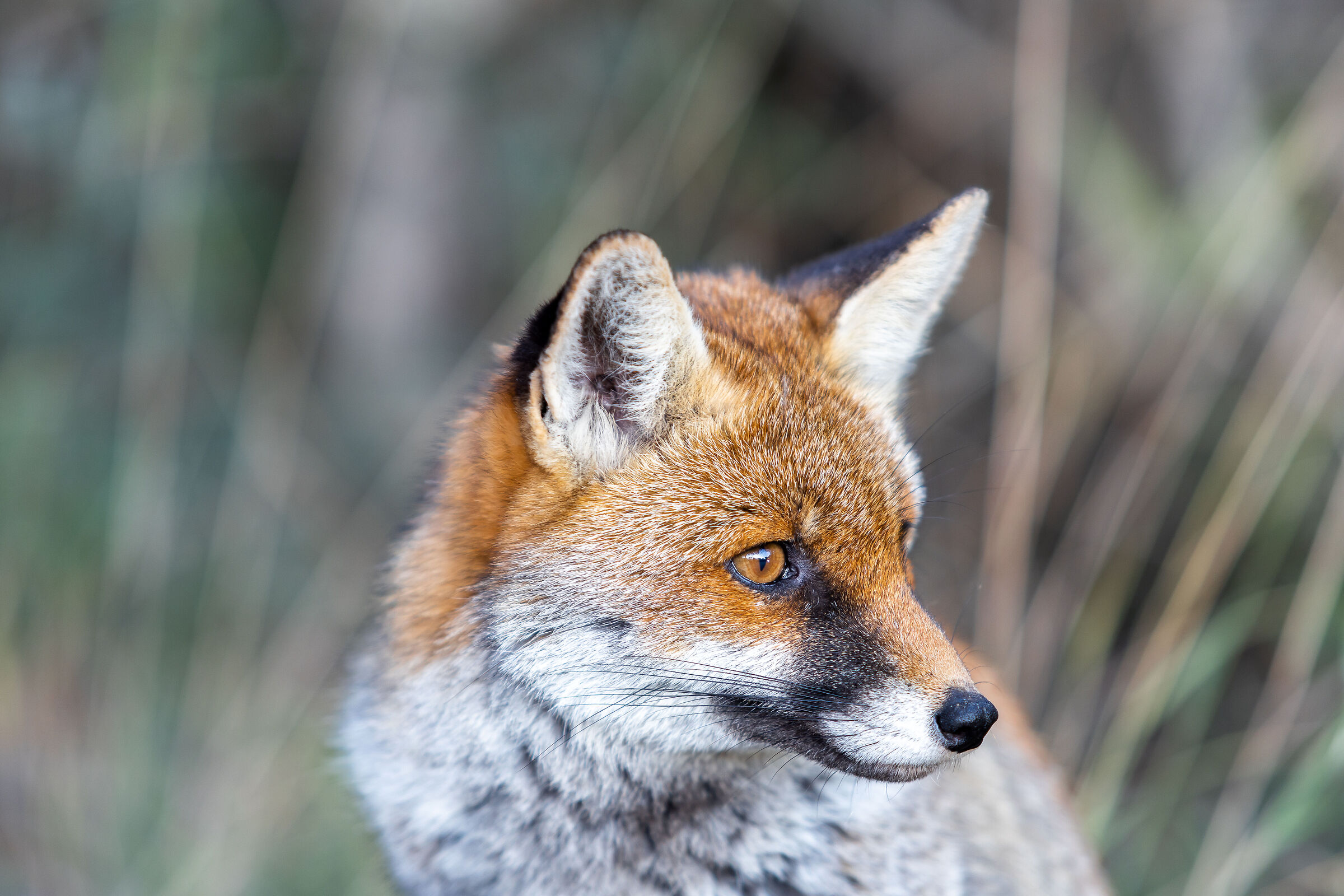 visitatrice della sera