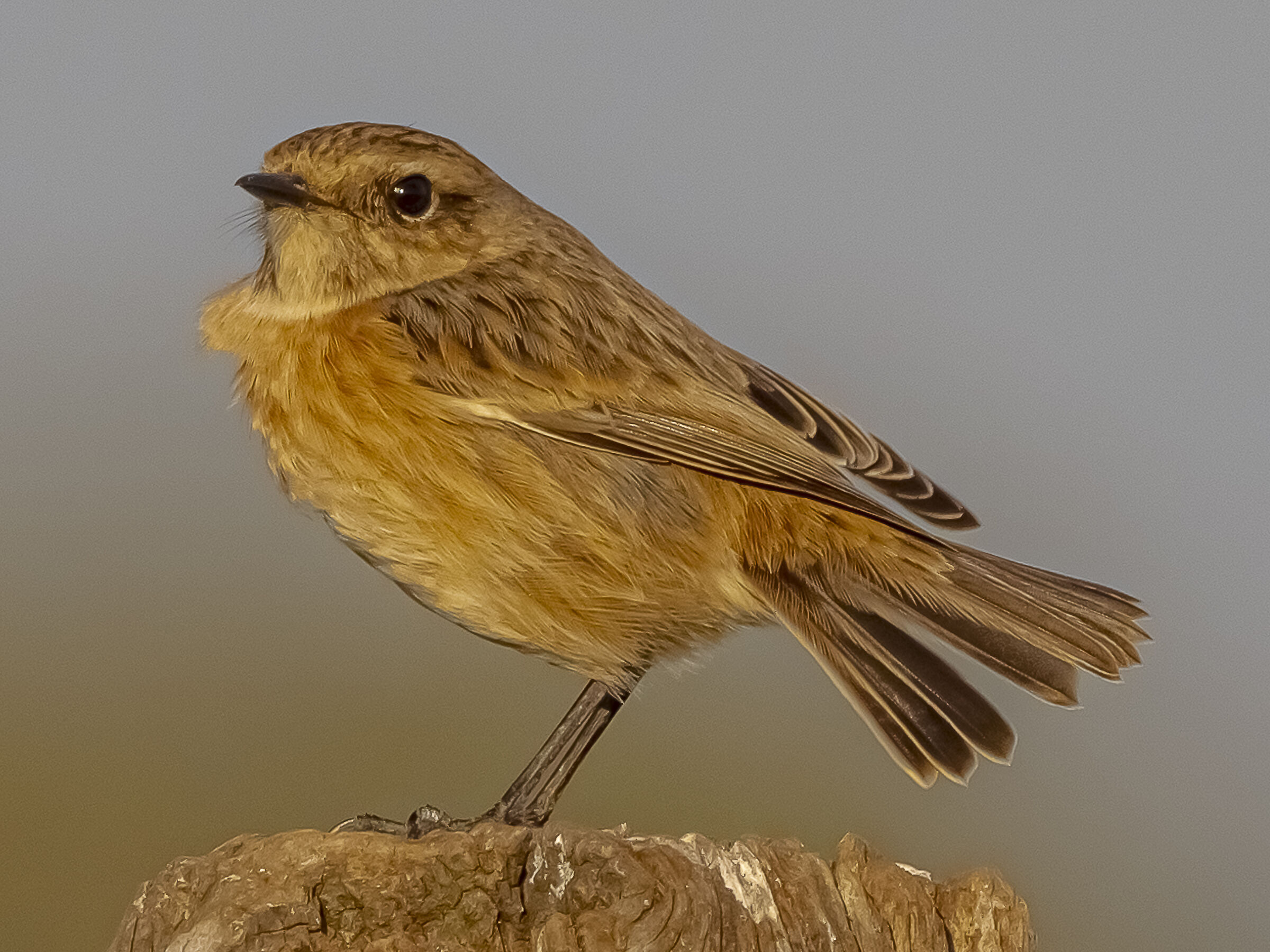 Saltimpalo (female) al tramonto