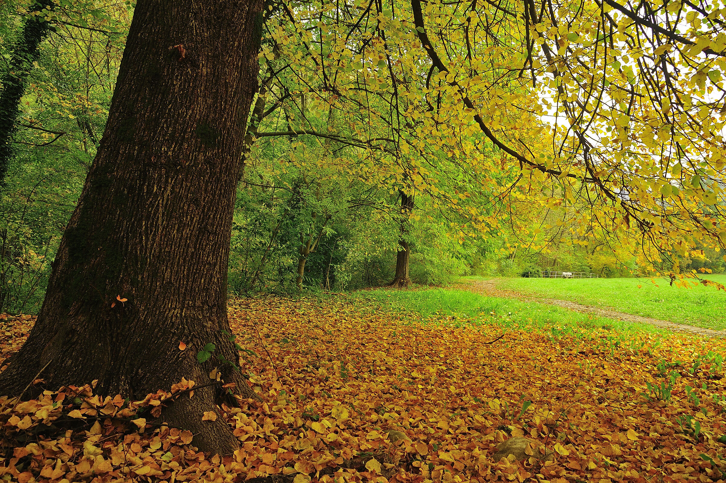 nature 1