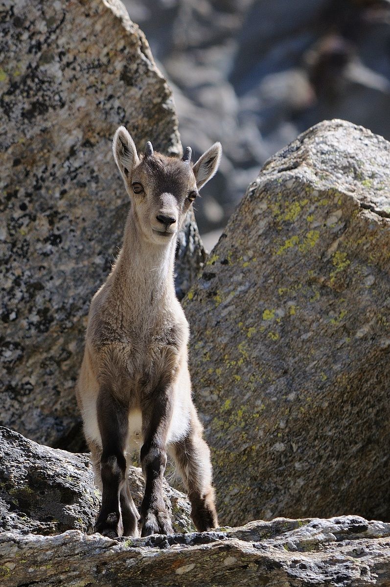 Puppy Ibex