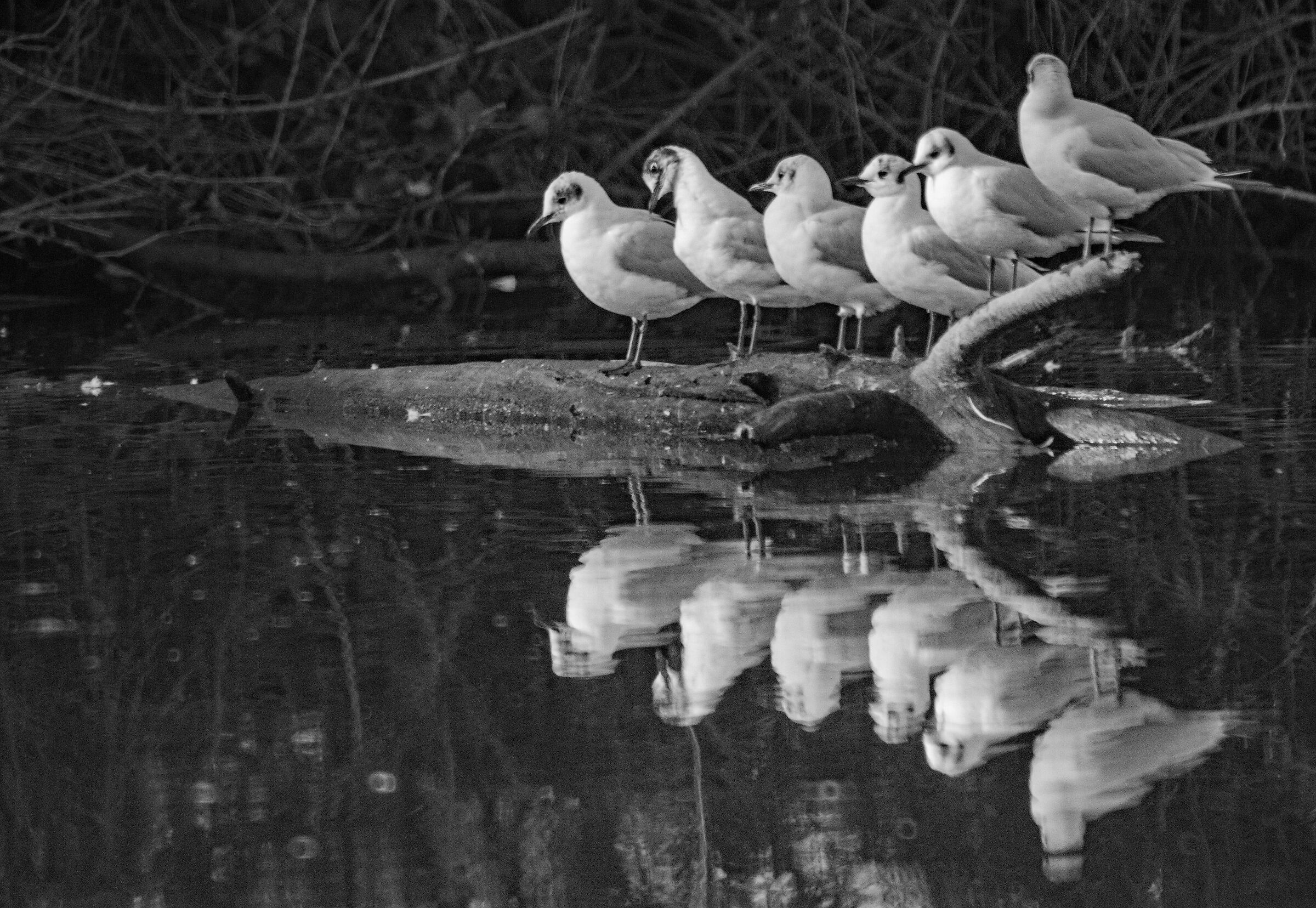 Seagulls in formation
