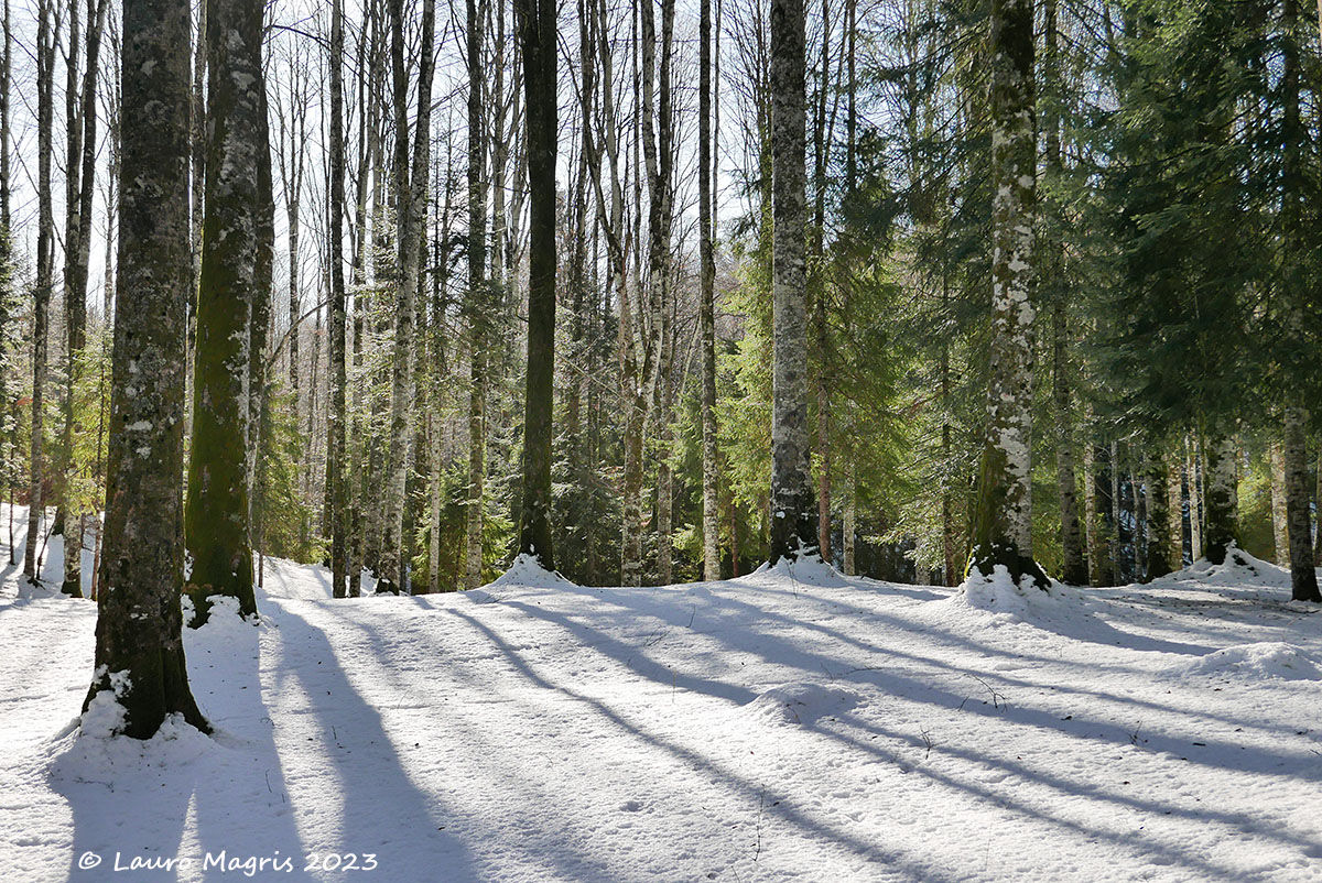 La foresta imbiancata