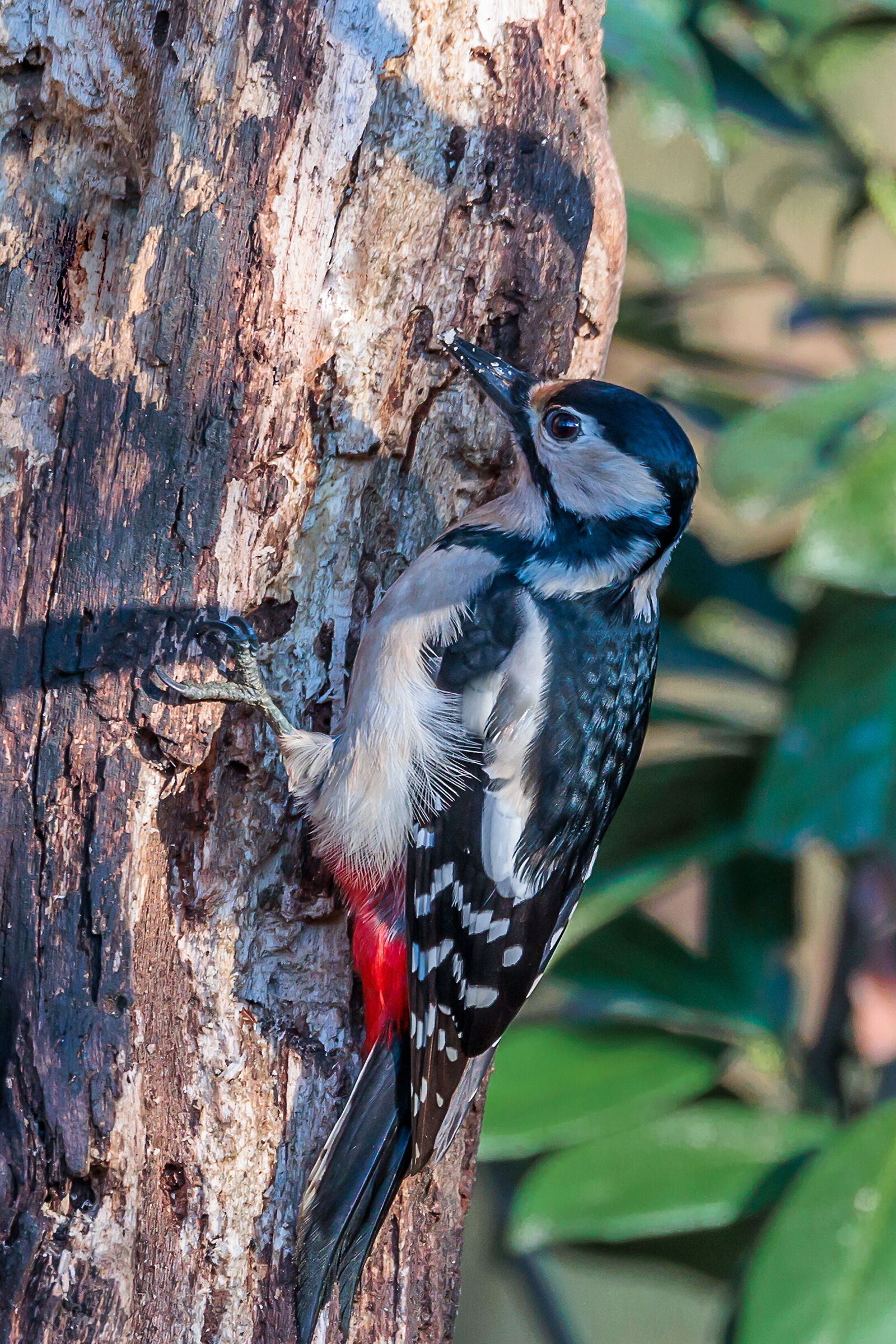 Picchio rosso maggiore