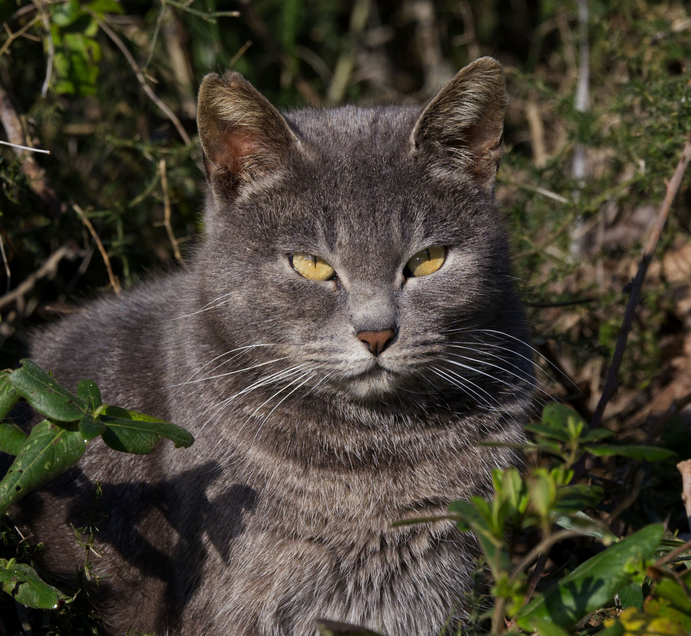 Gatto selvatico.