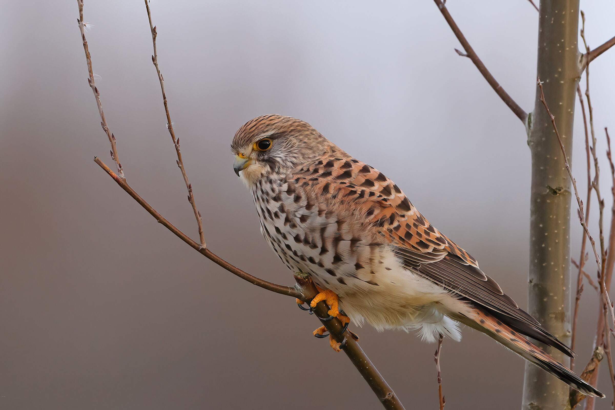 Kestrel