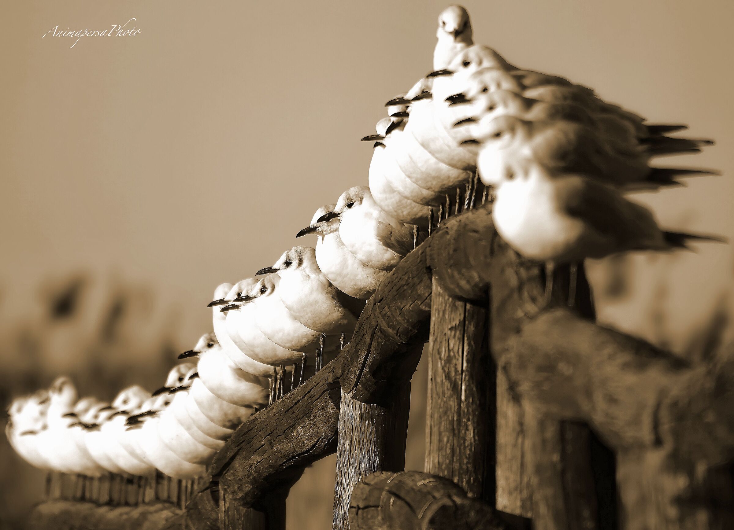 Si godono il soliciello invernale....tranne uno :)