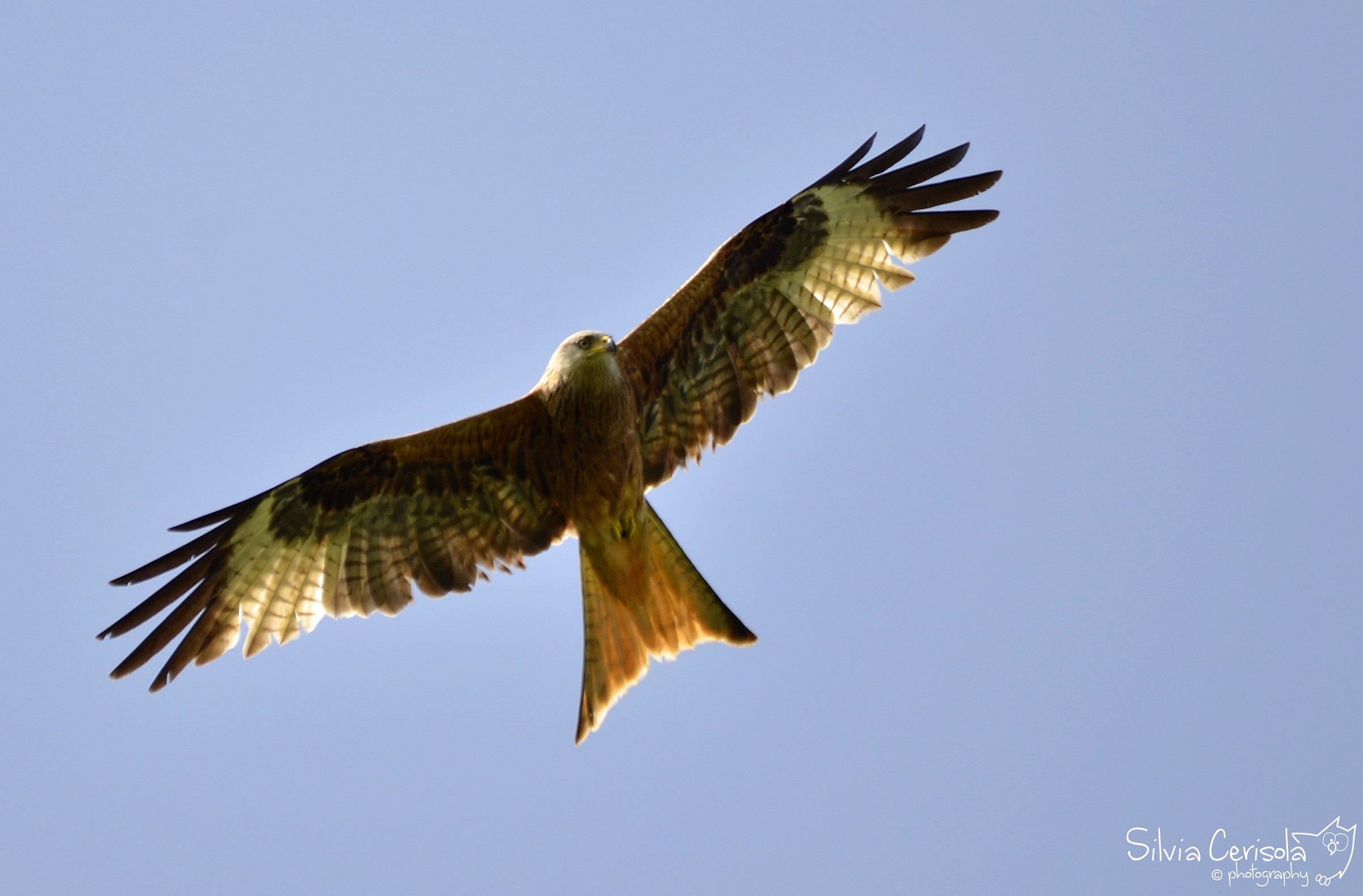 Red Kite