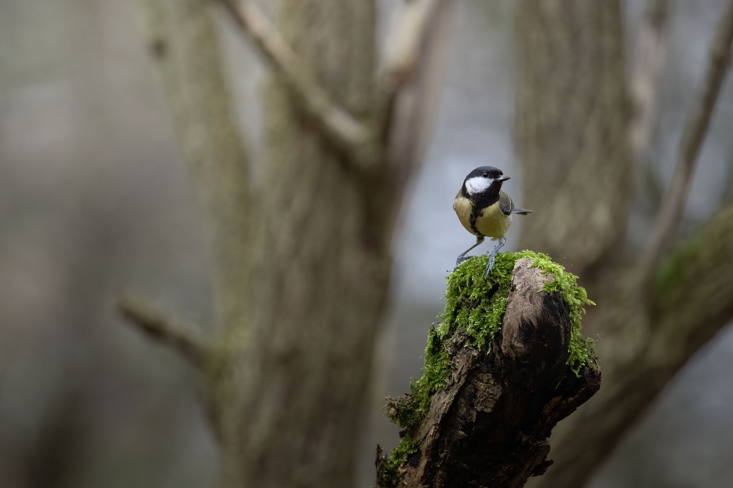 Great tit (Parus major)