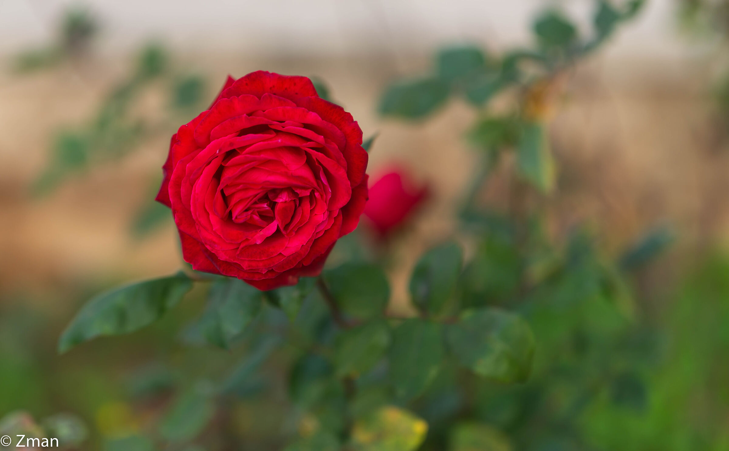 Rosa rossa rossa