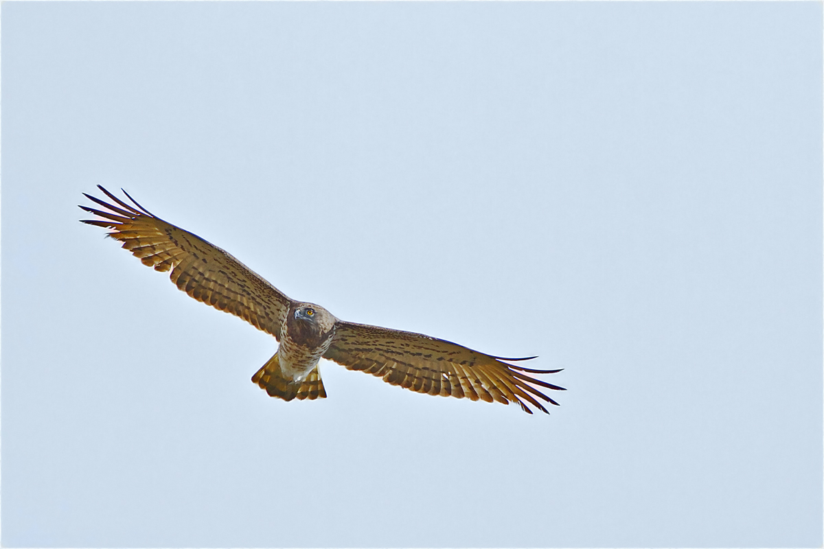 dove ti nascondi........