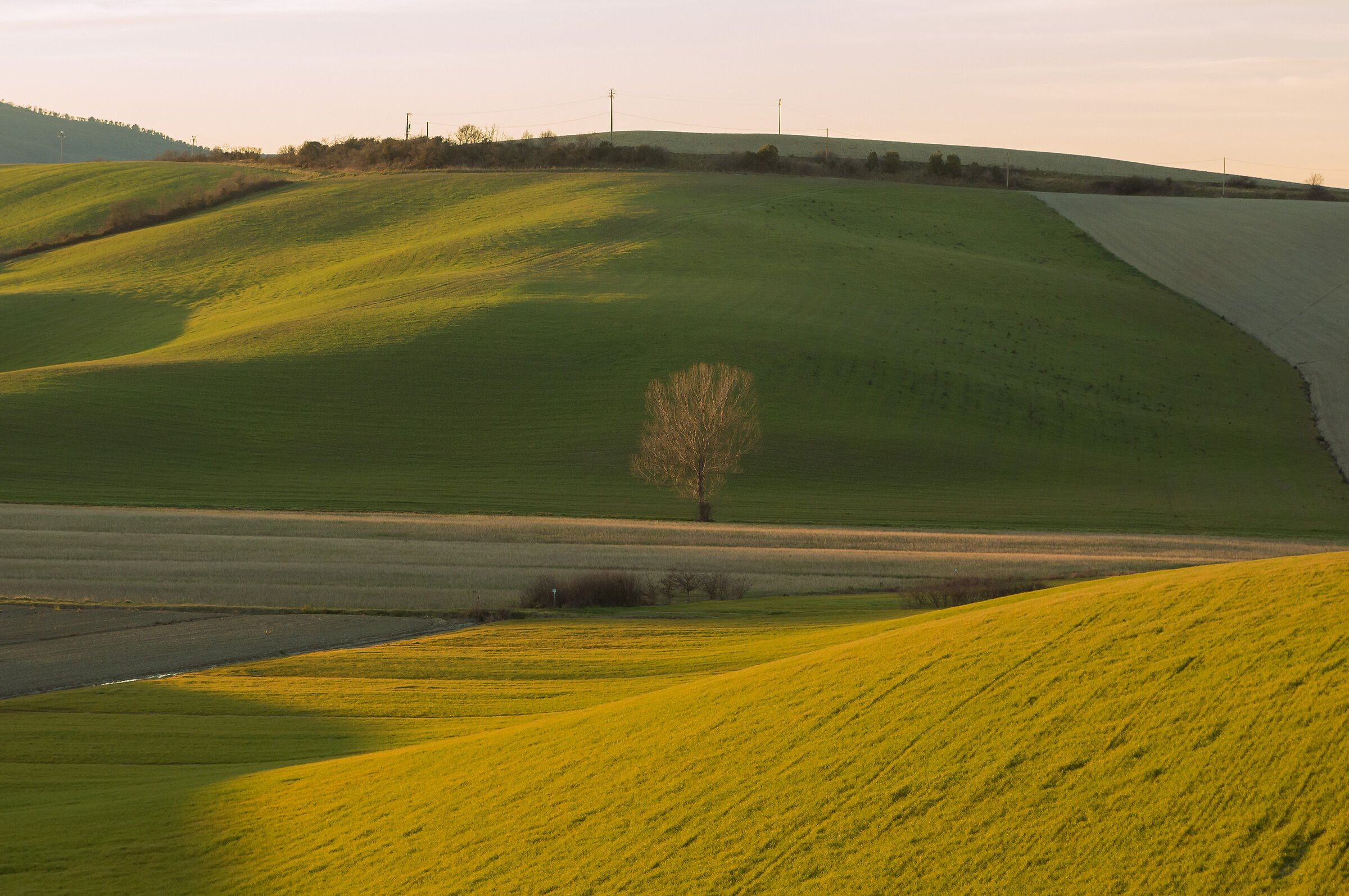 Colline