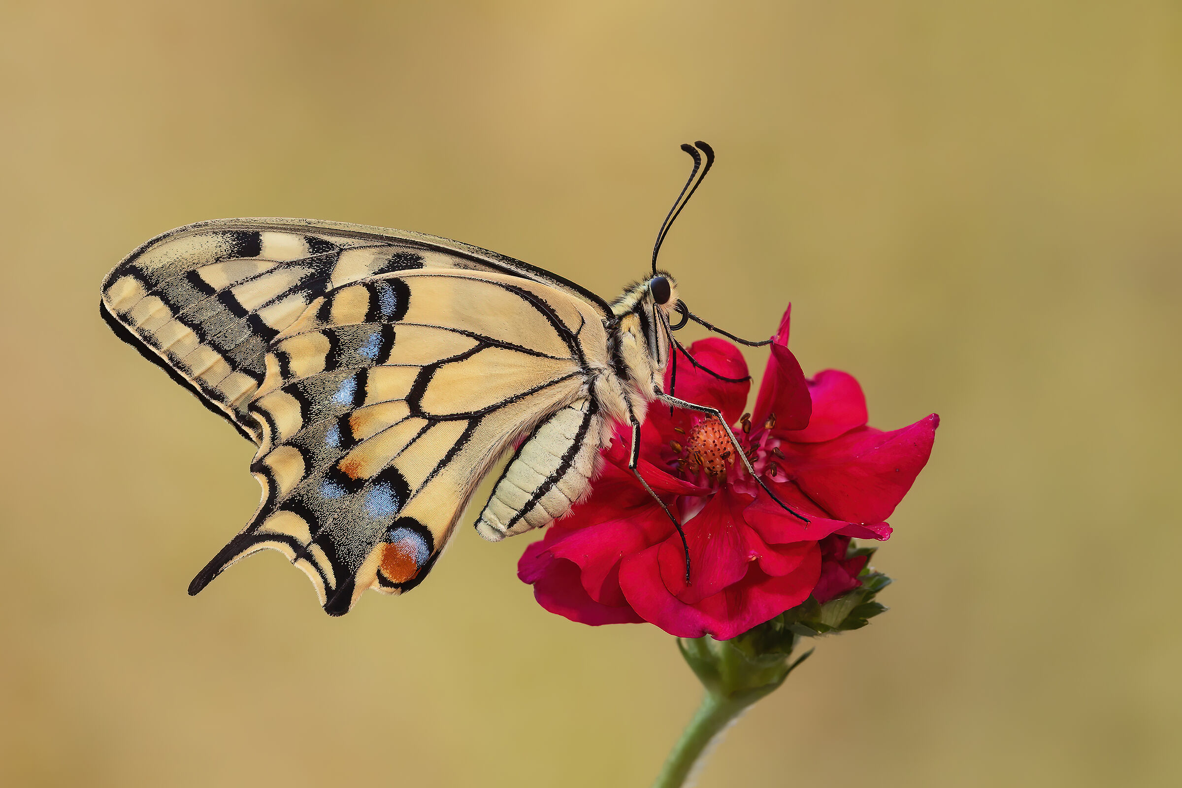 Swallowtail