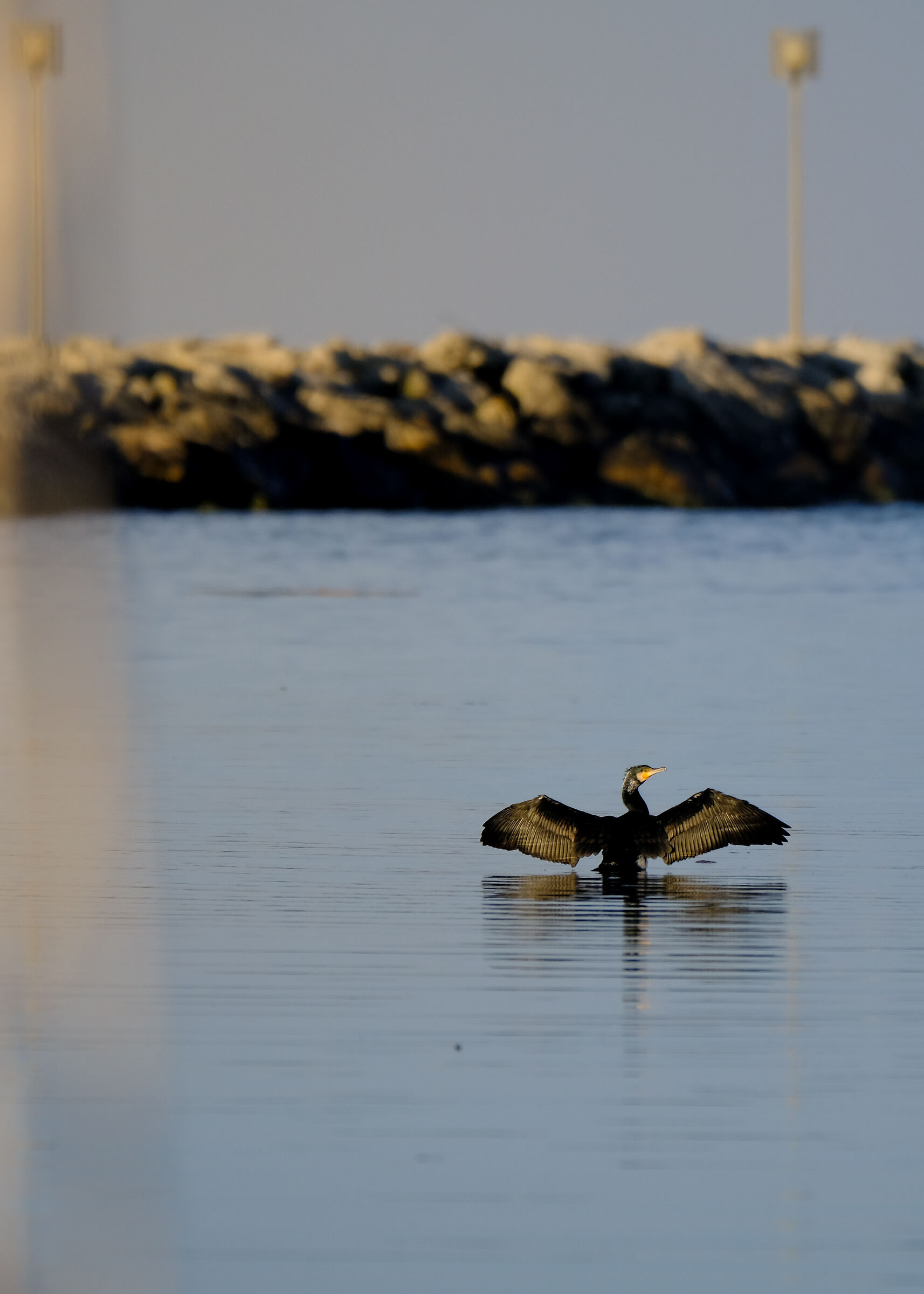 Cormorano al sole