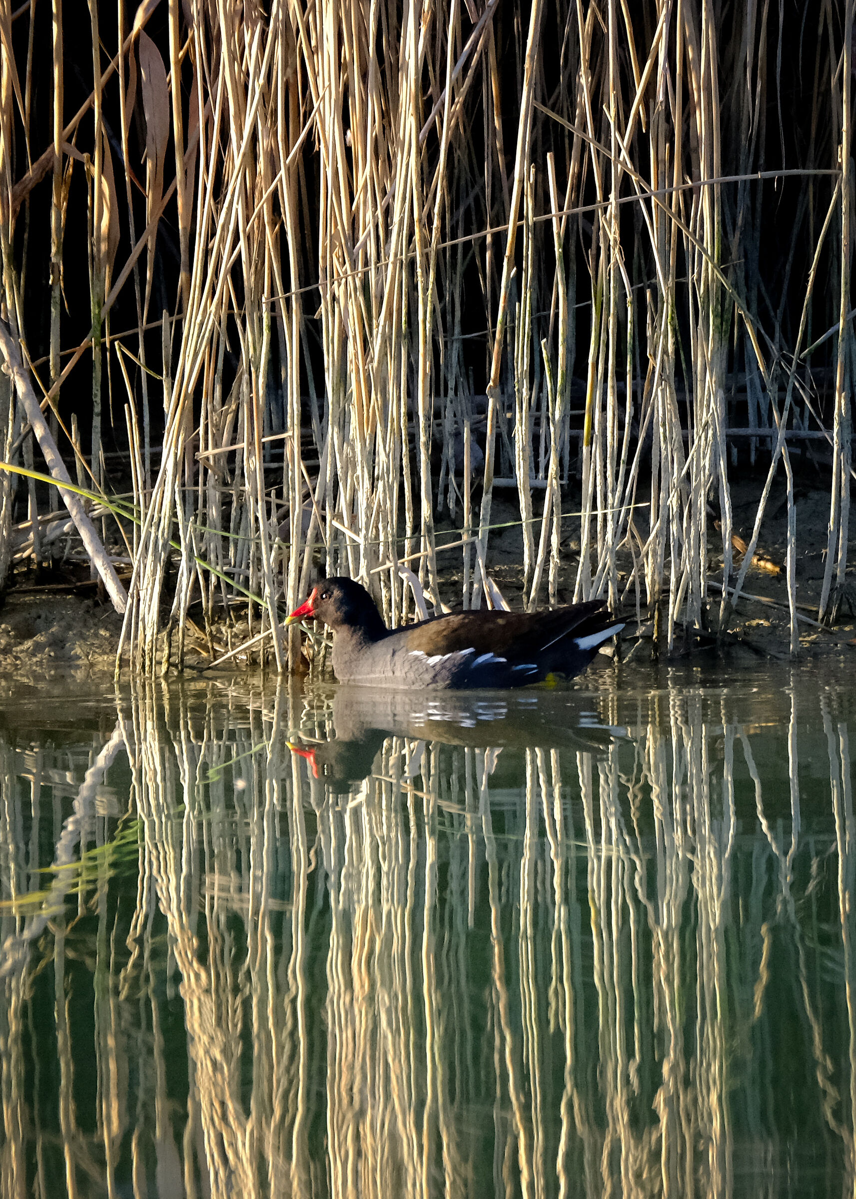 Gallinella d'acqua