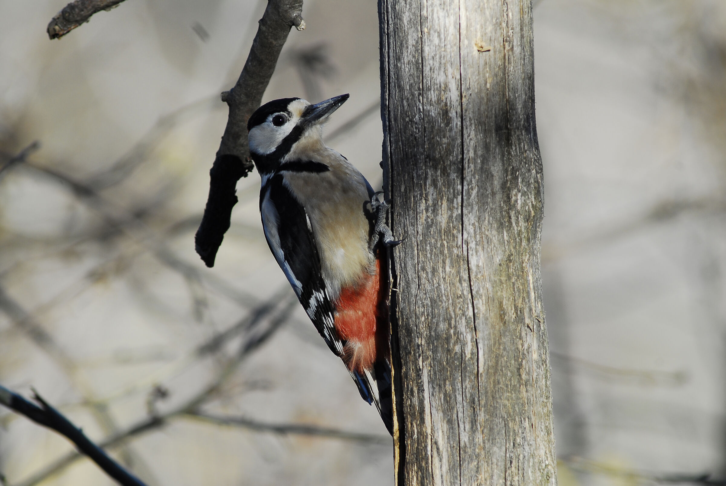 Spotted Woodpecker