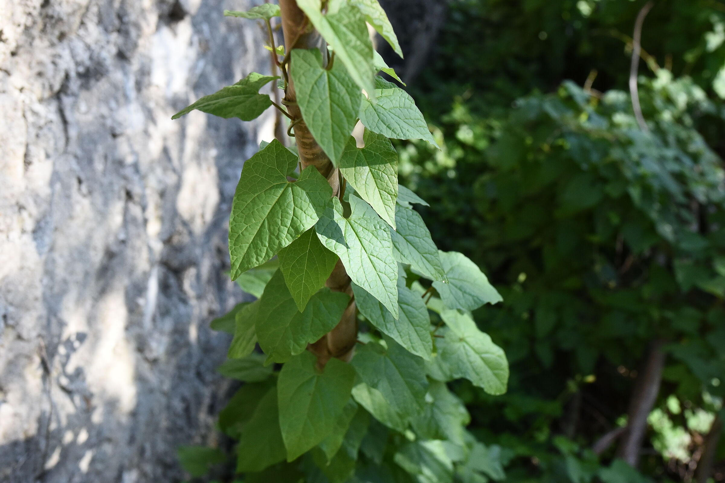 " F. 4 ", ISO 2.0 0 0, 1/ 4.0 0 0- Sigma 28, 1.4 A...
