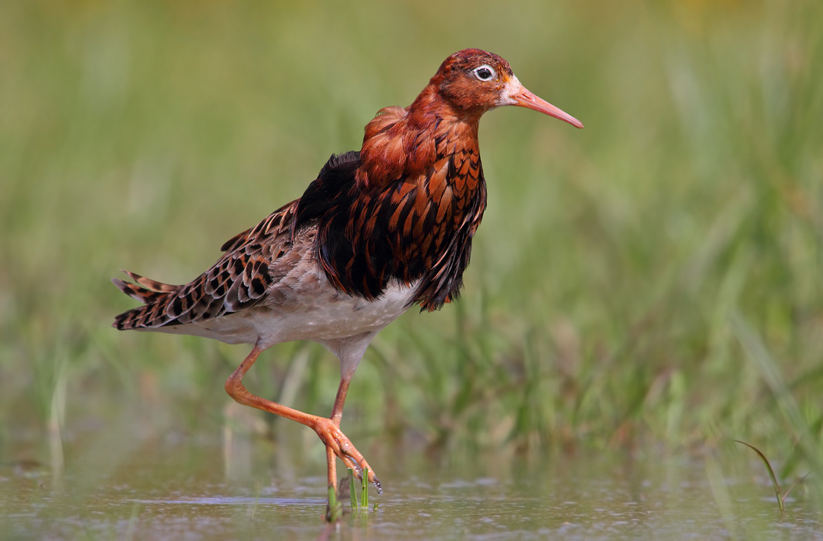 combattente in abito riproduttivo