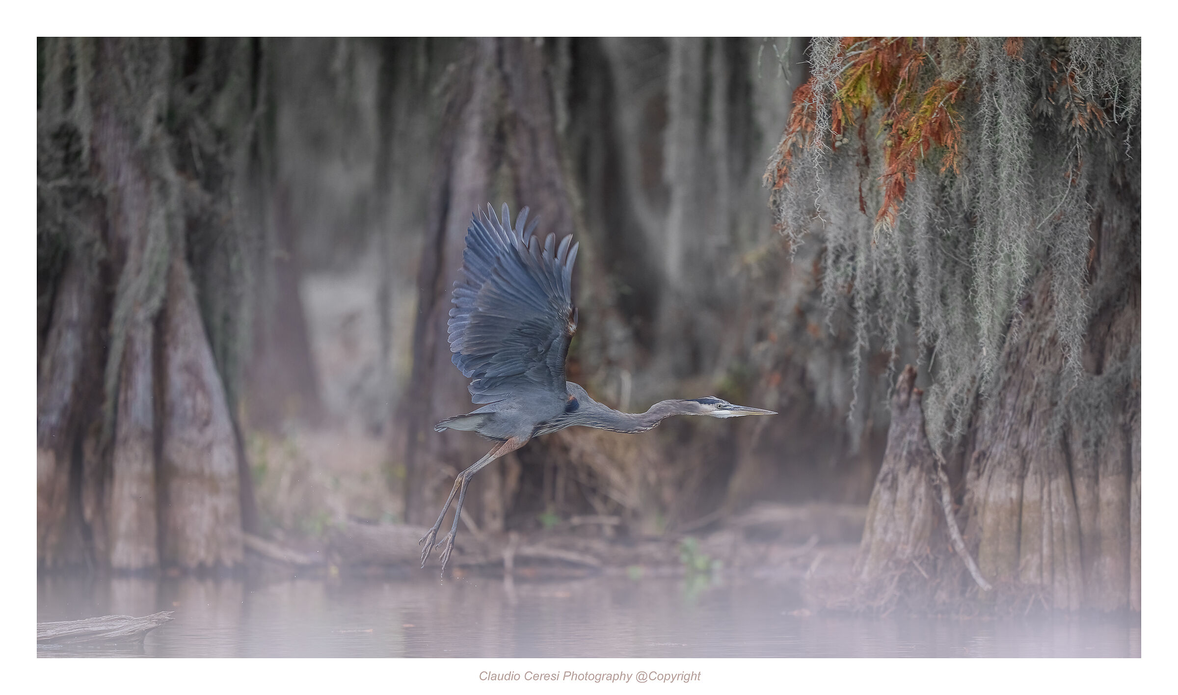 Blue heron among cypress trees
