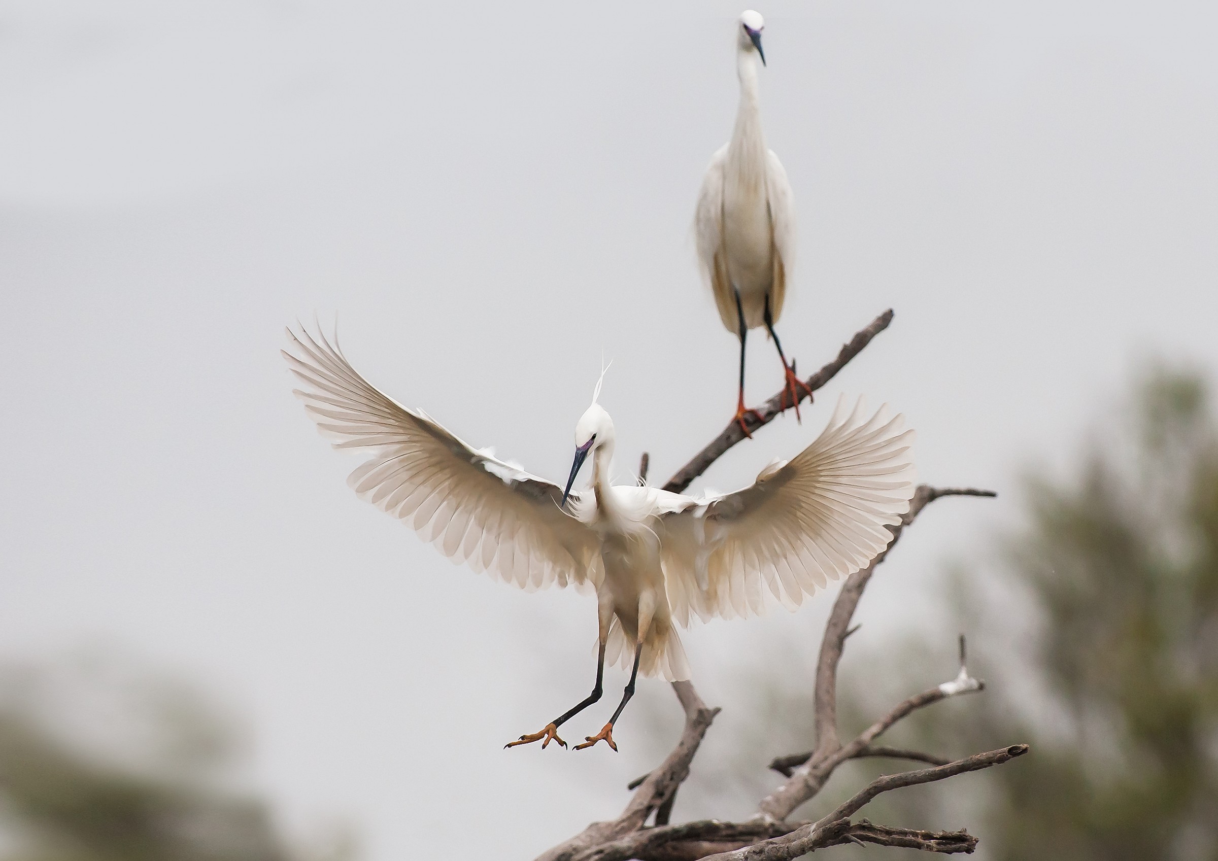 The perfect elegance of little egret Egretta