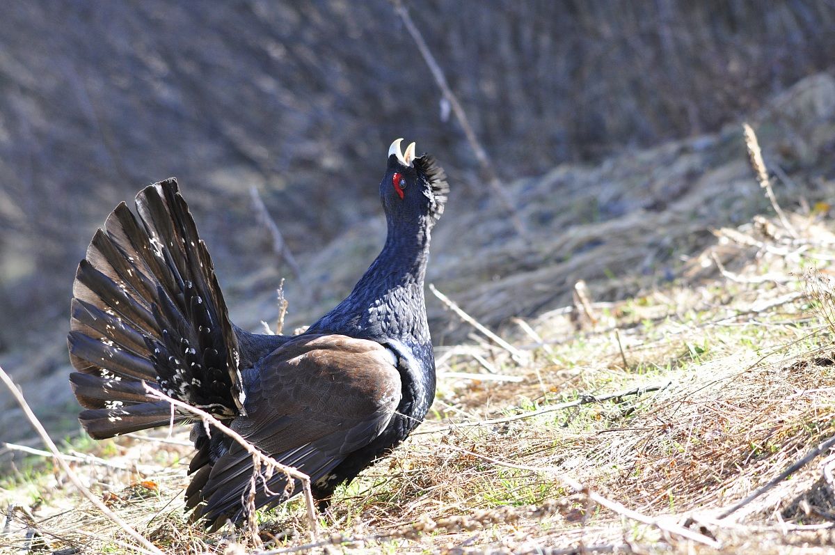Tetrao Urogallus