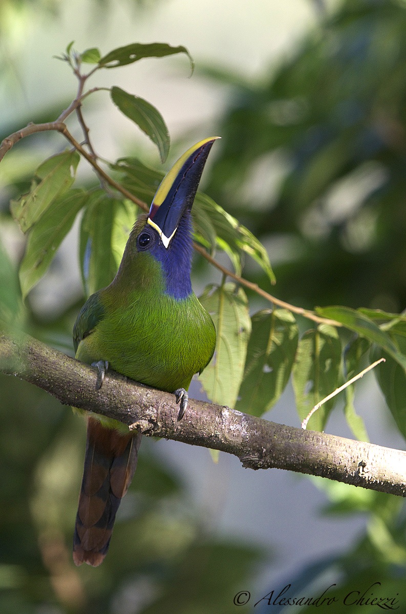 Toucanet emerald