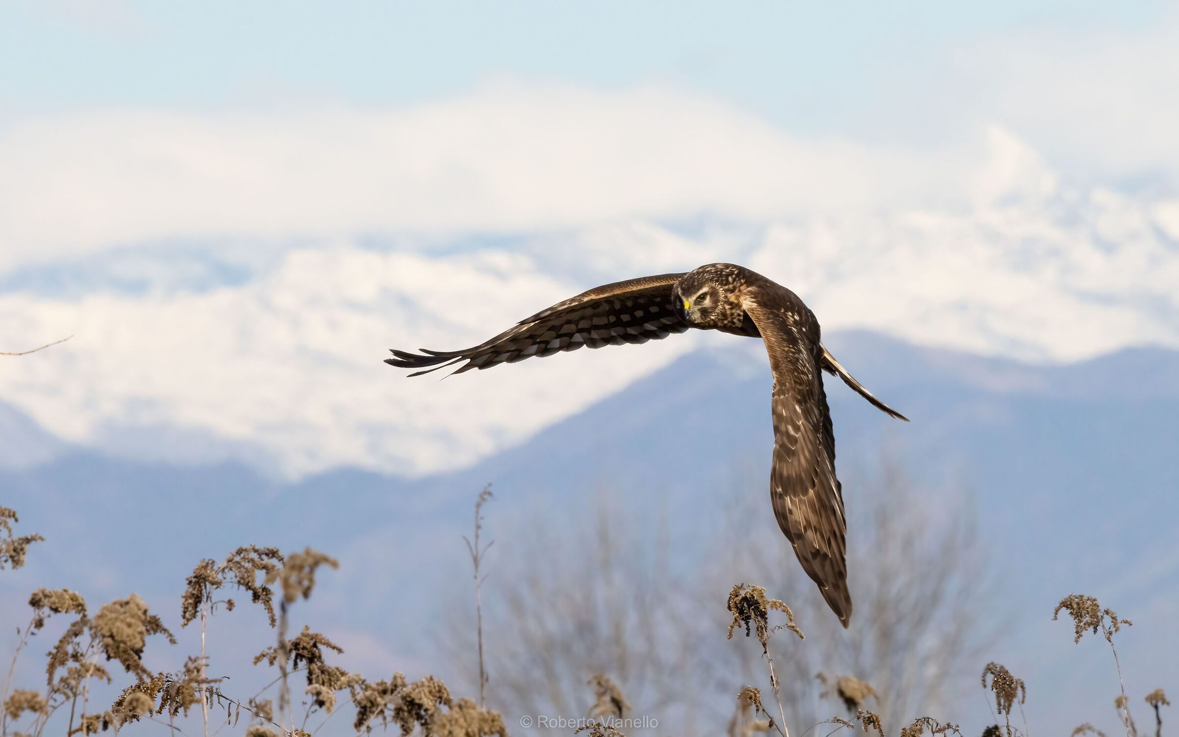 Albanella reale femmina (Circus cyaneus)