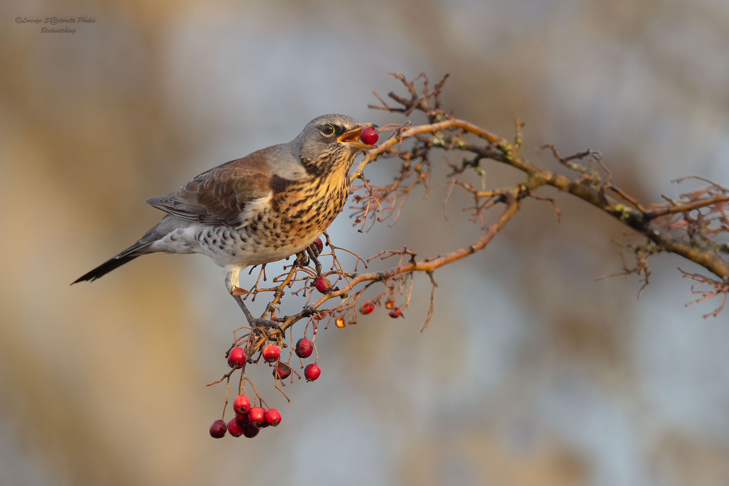 Fieldfare