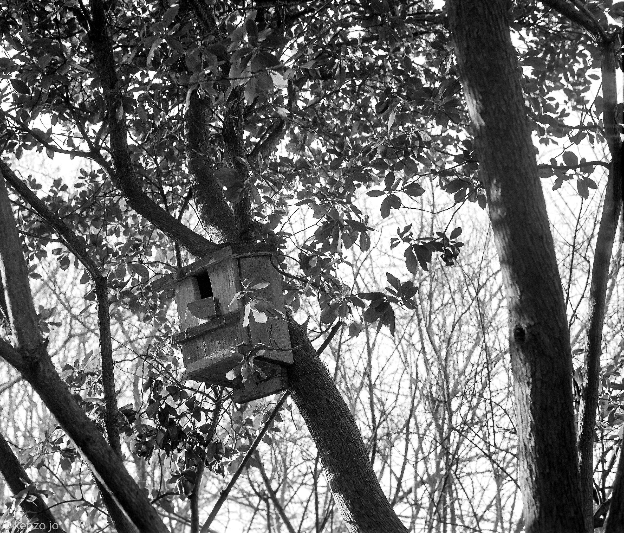 A little house in the woods...