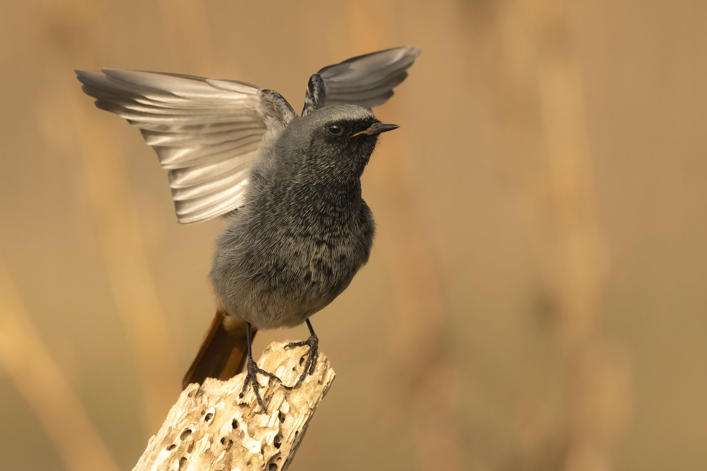 Codirosso spazzacamino