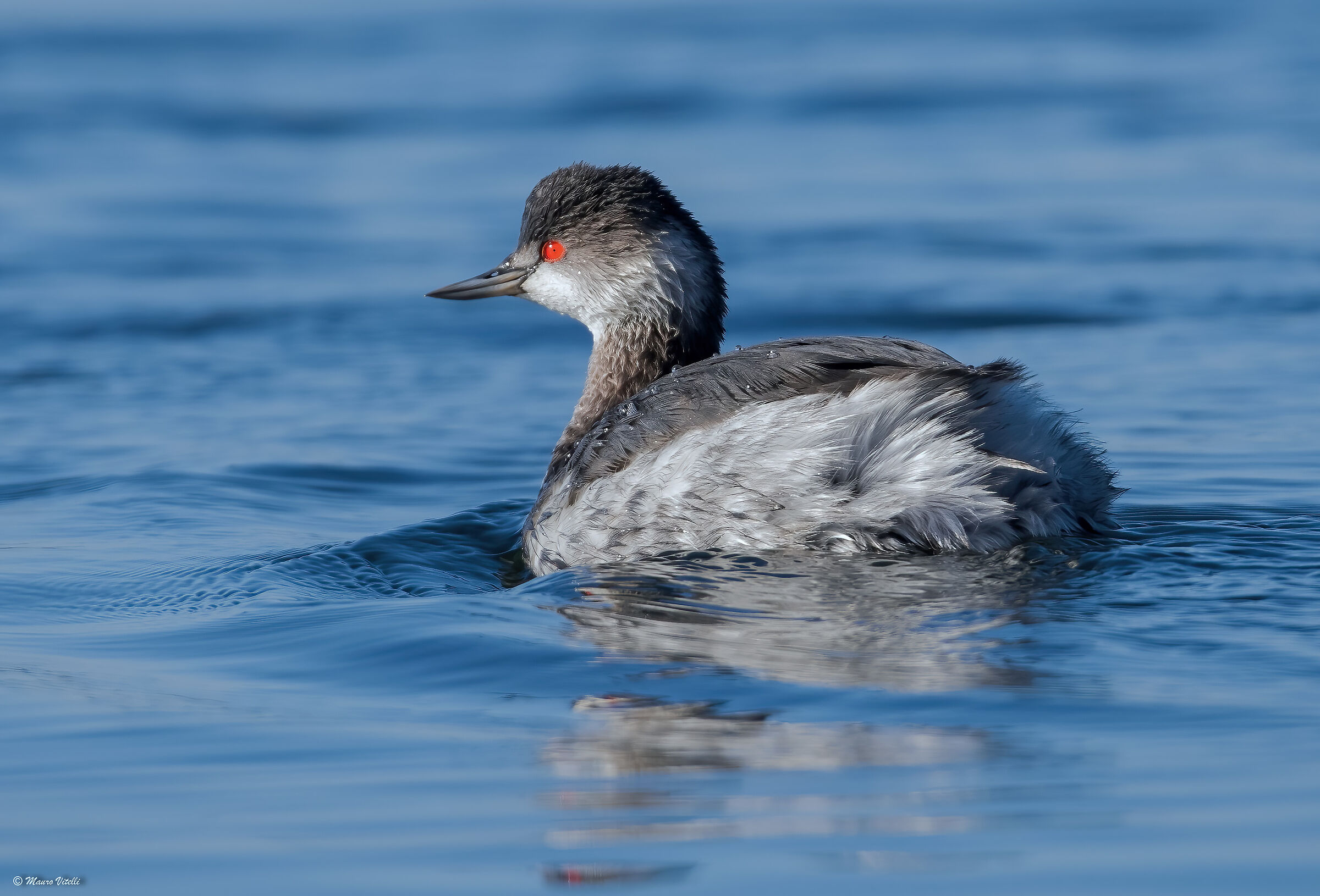Small grebe (Podiceps nigricollis)