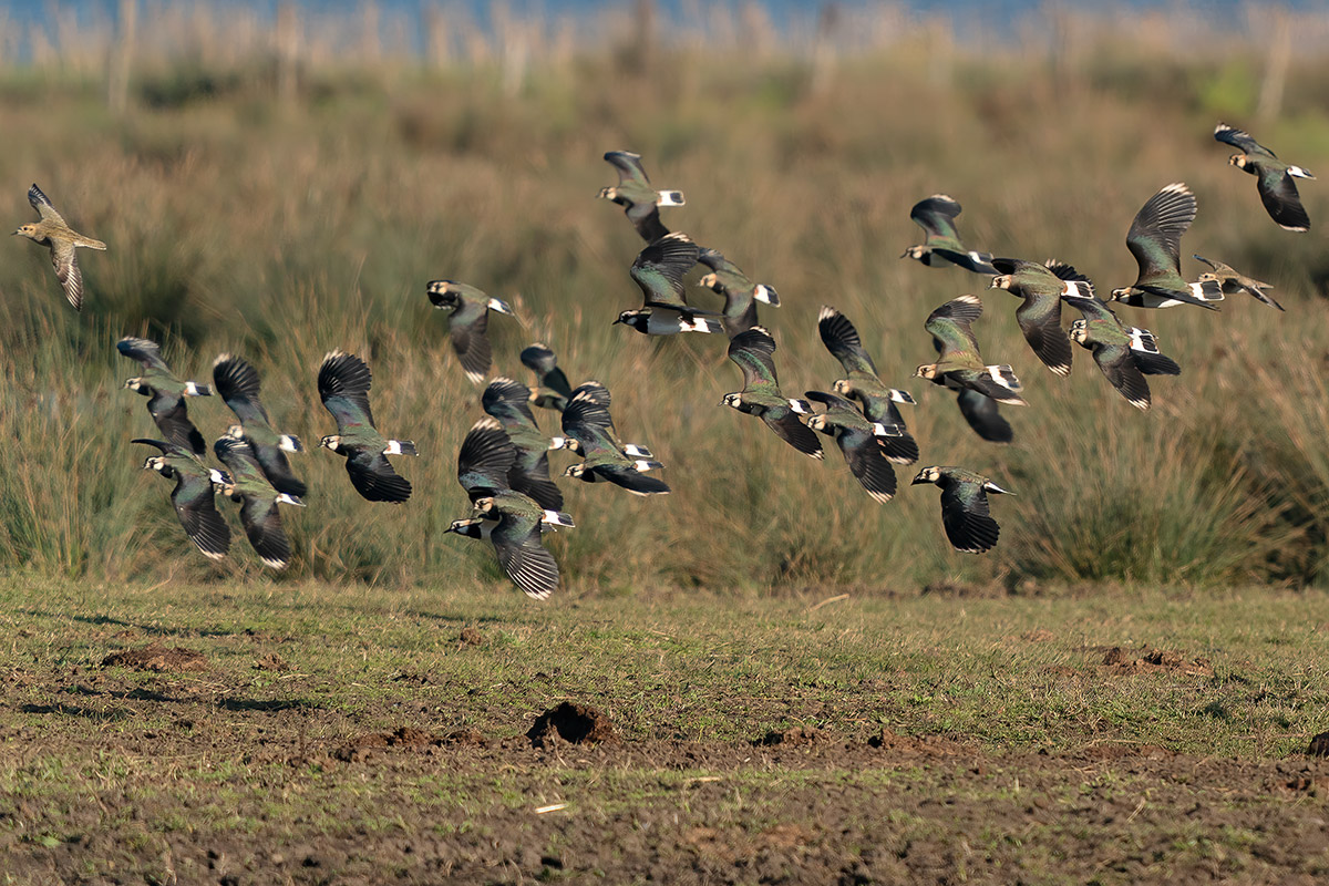 Lapwing