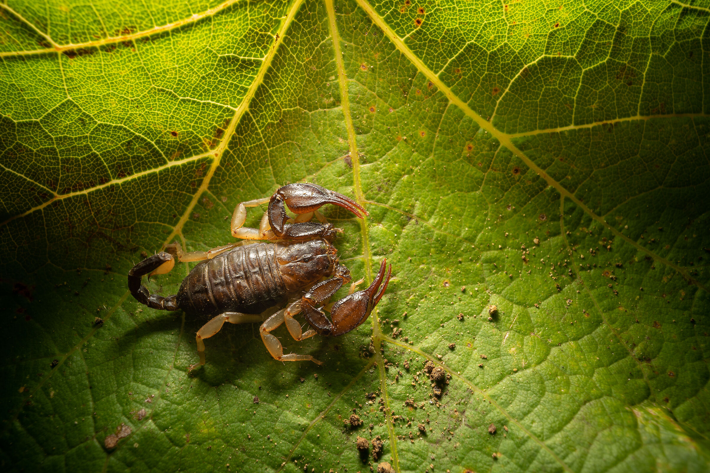 La tana dello scorpione