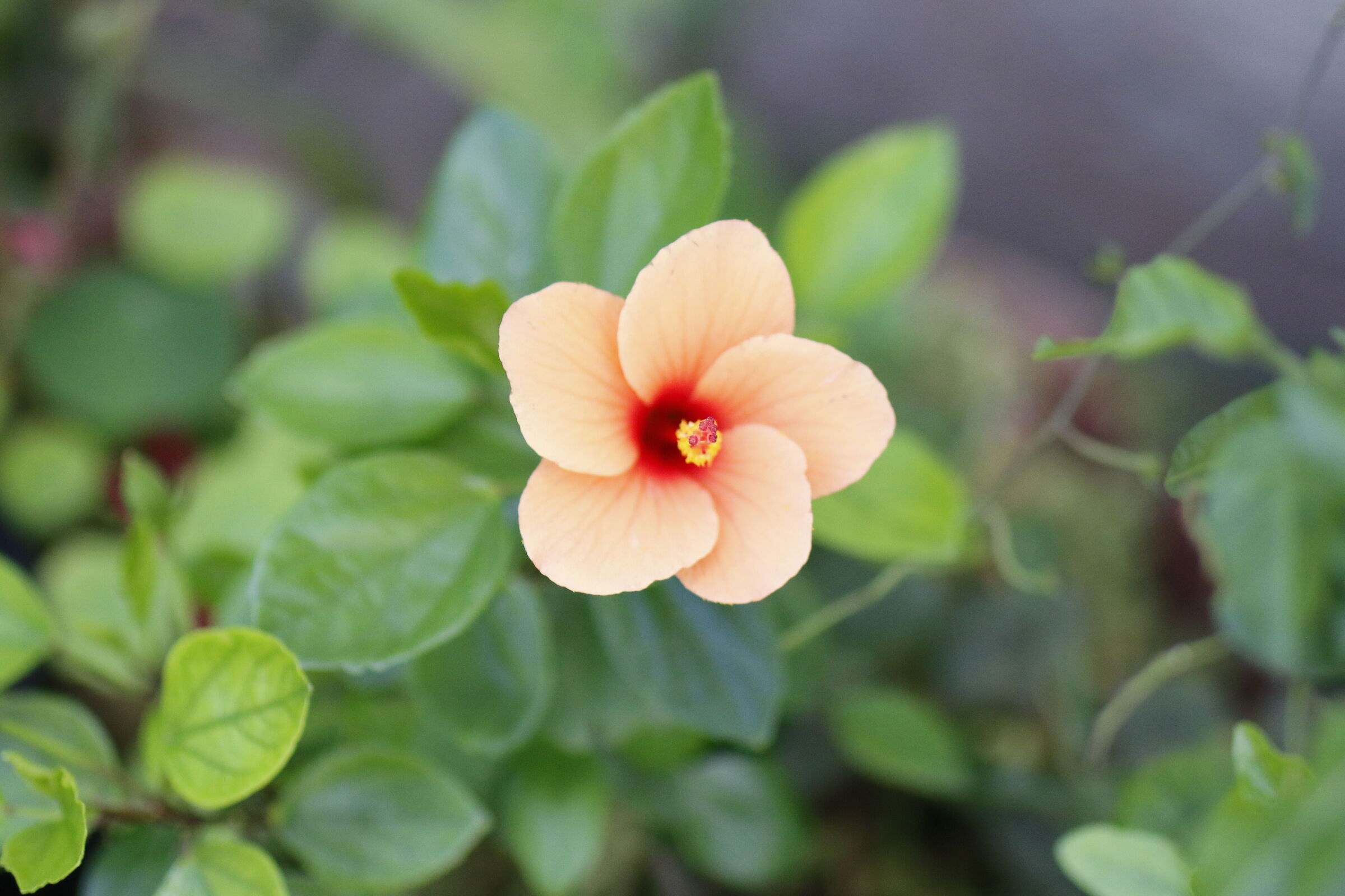 "F. 1.8" ISO 2.0 0 0, 1/ 8.0 0 0- Milvus 50 1.4- 7 D II