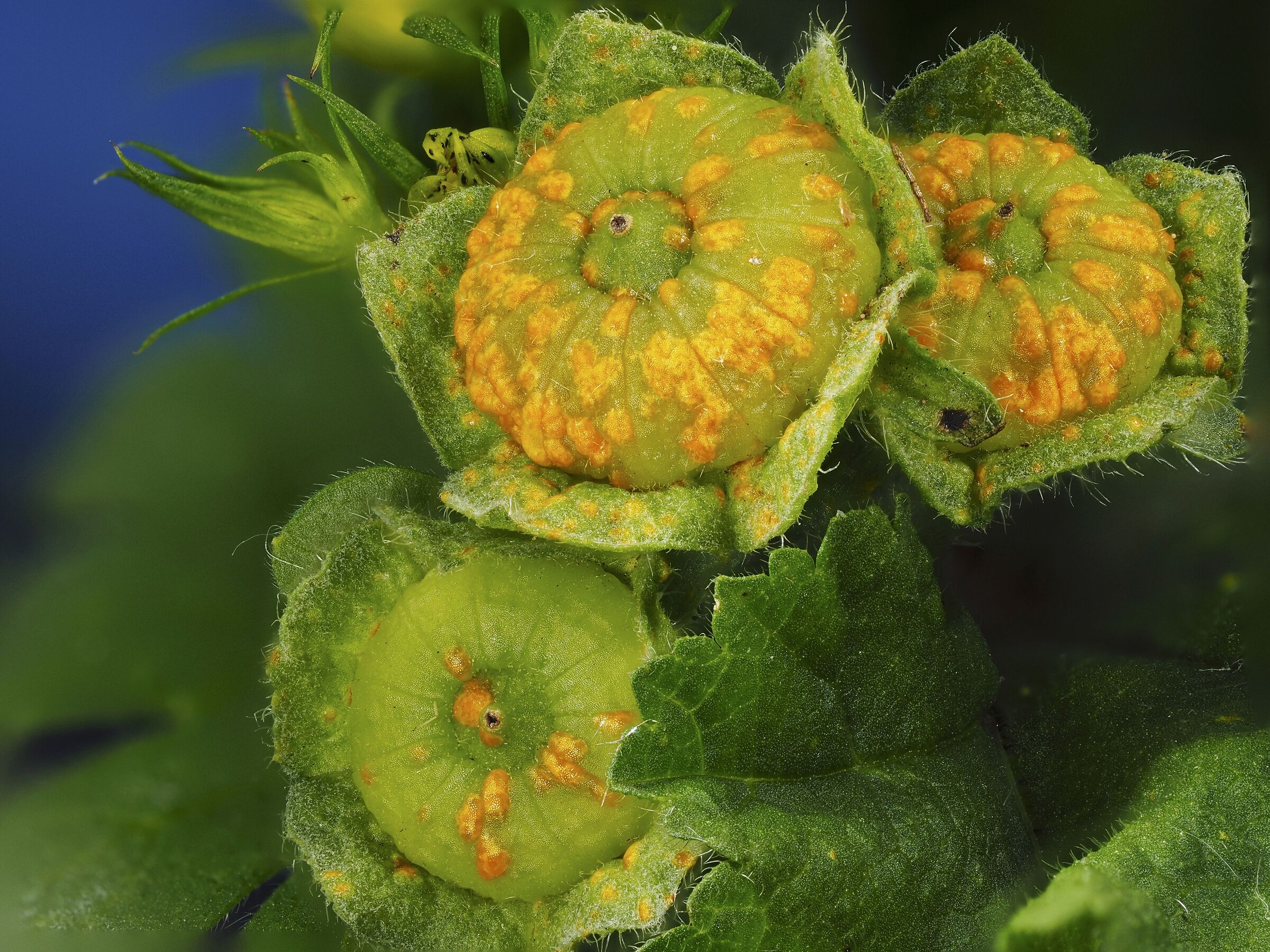 Frutto malva con "ruggine"