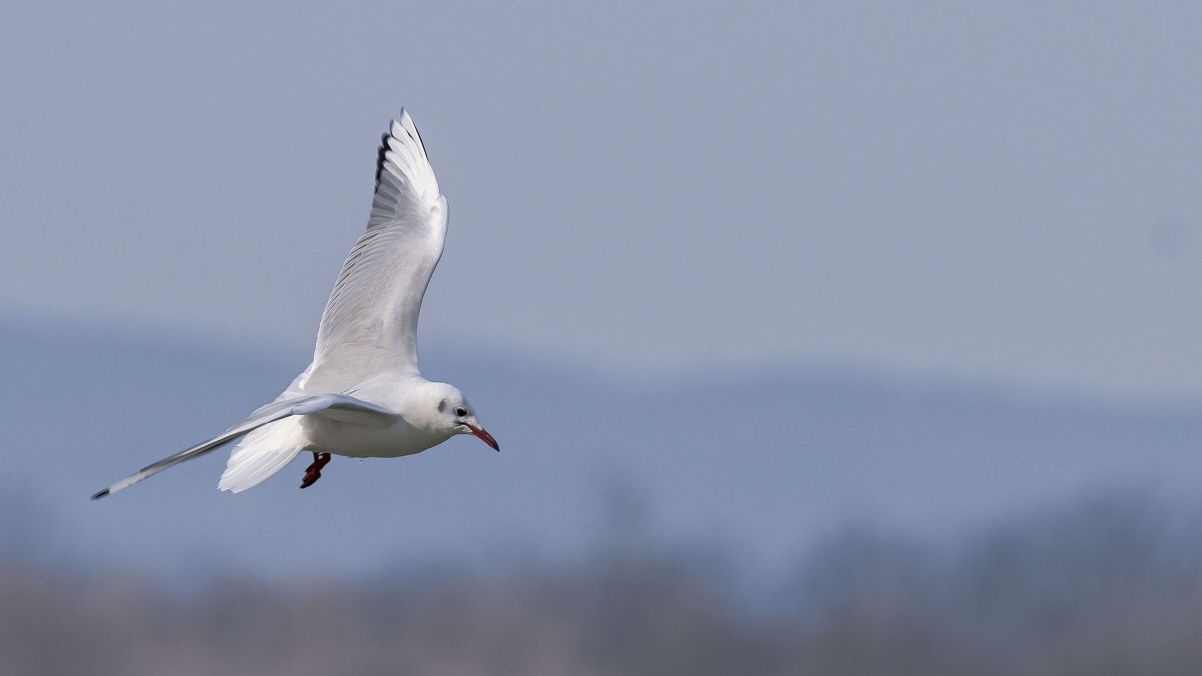 Larus ridibundus