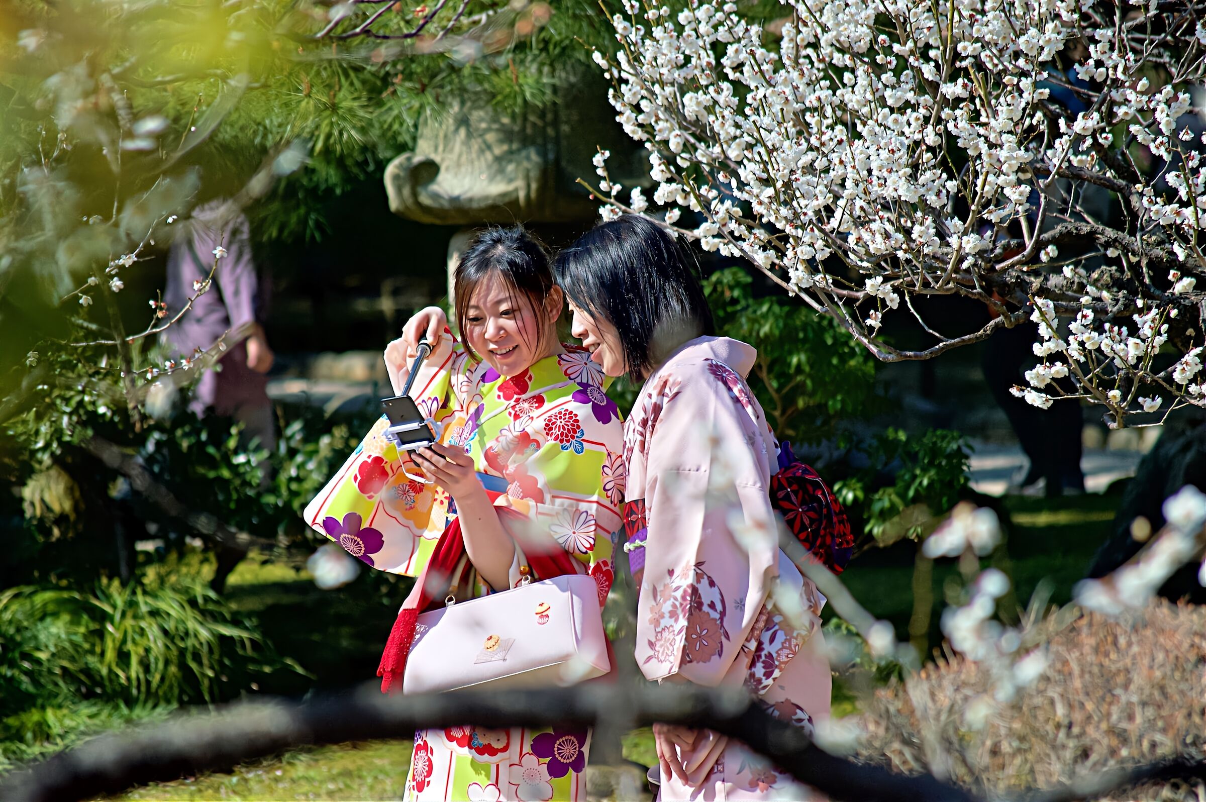Tra il verde ed i ciliegi in fiore