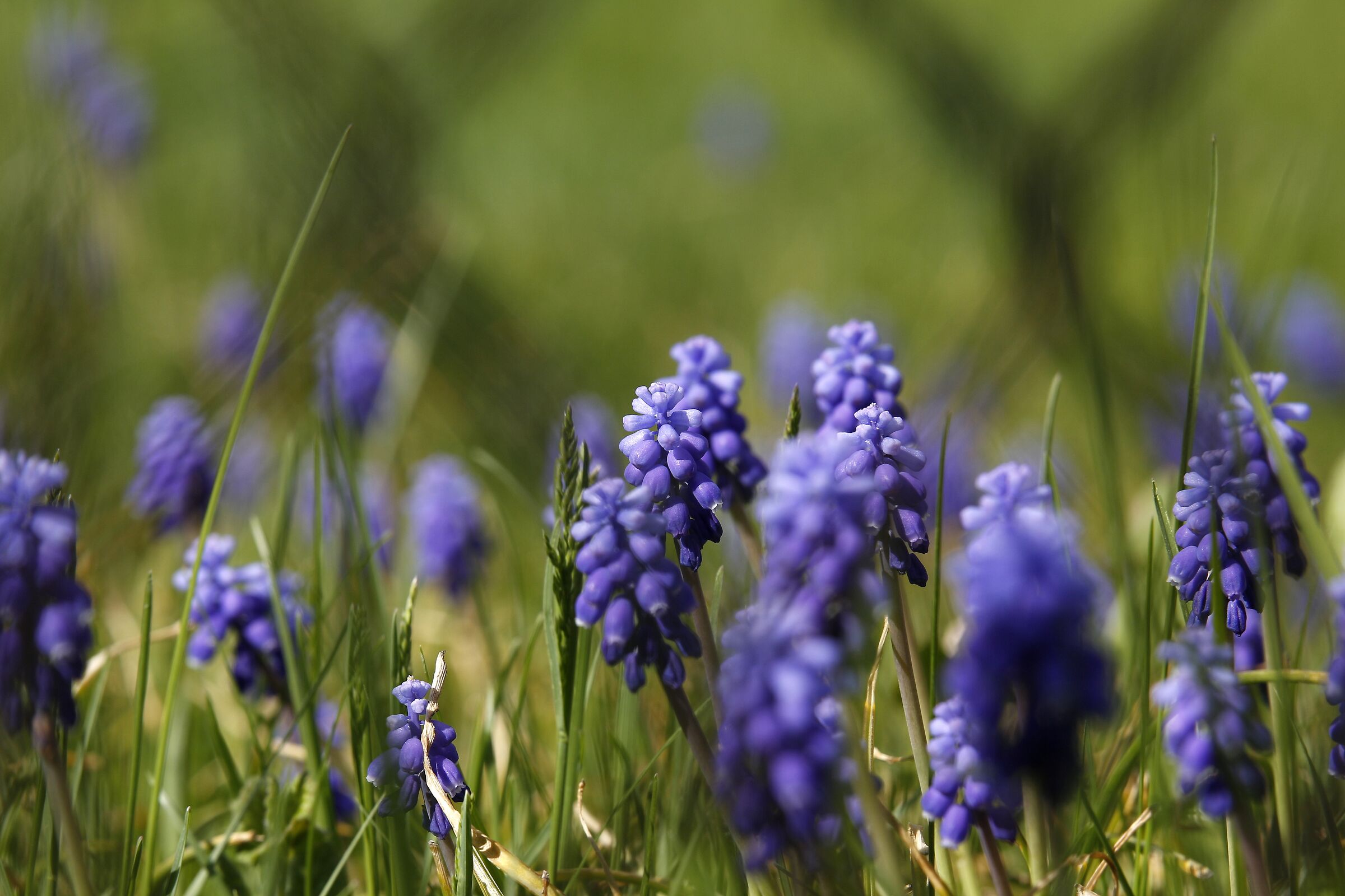 Confusion of flowers behind a net