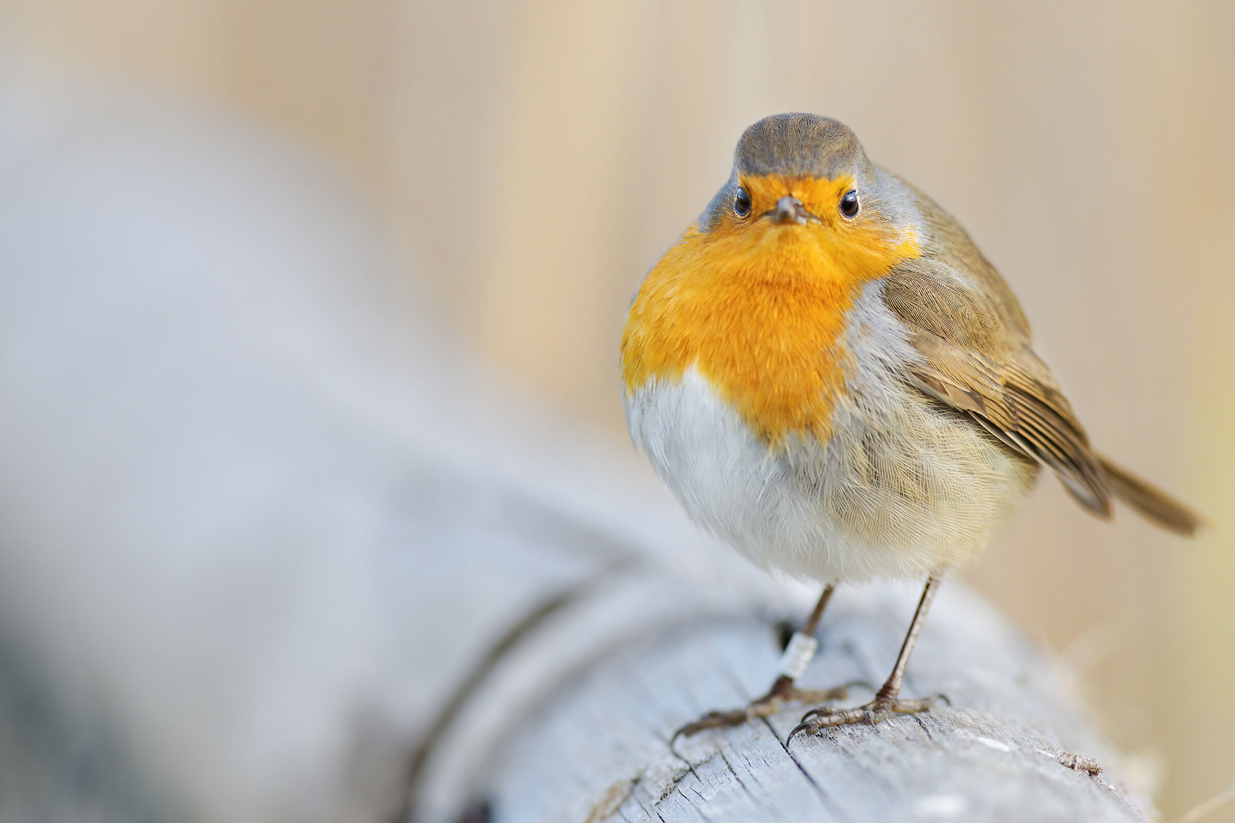 Robin wrong depth of field