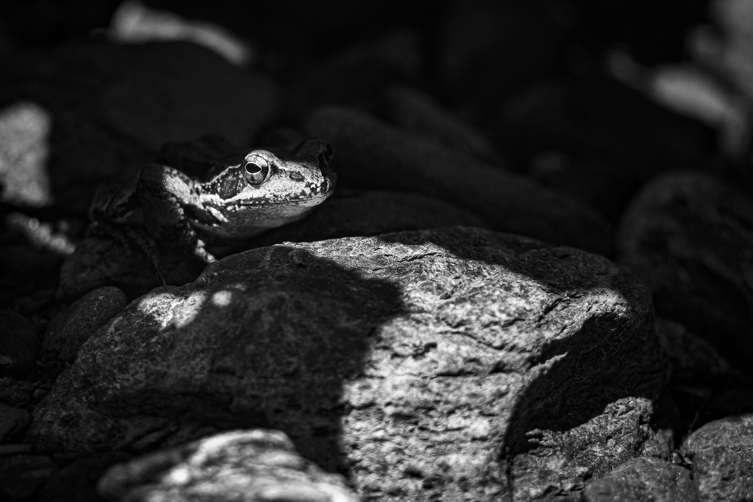Camouflage