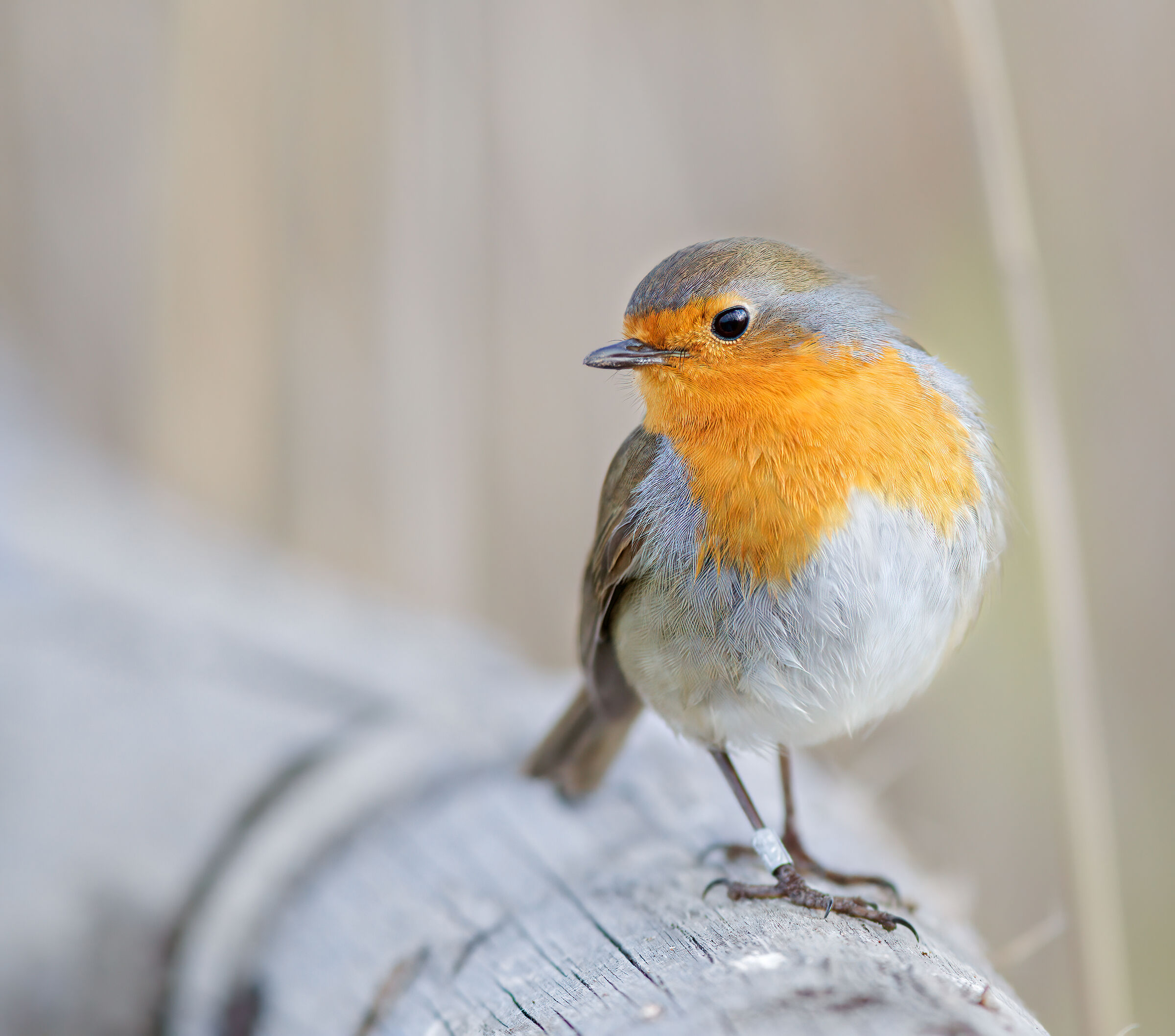 Robin Posing