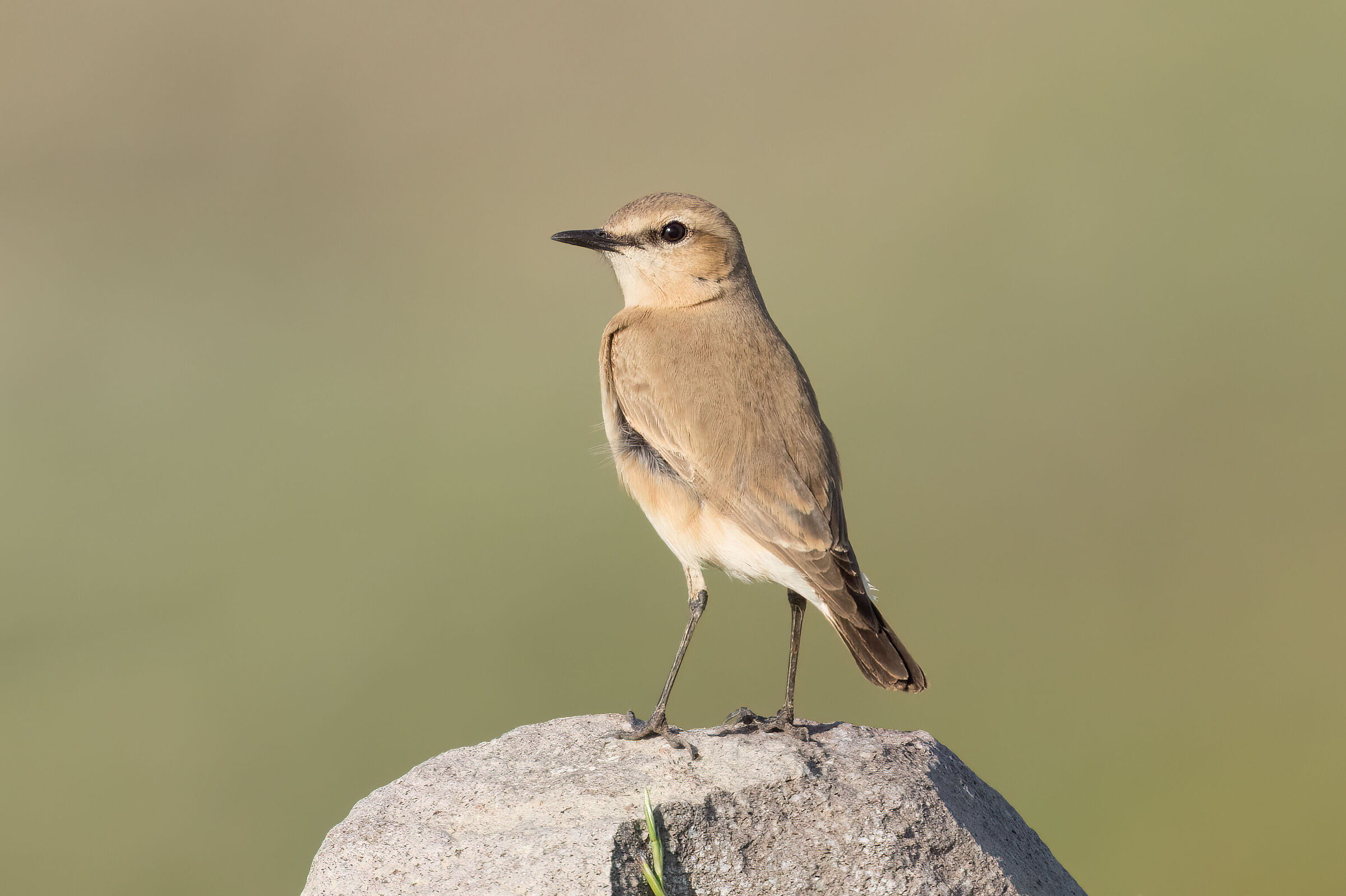 Culbianco isabellino