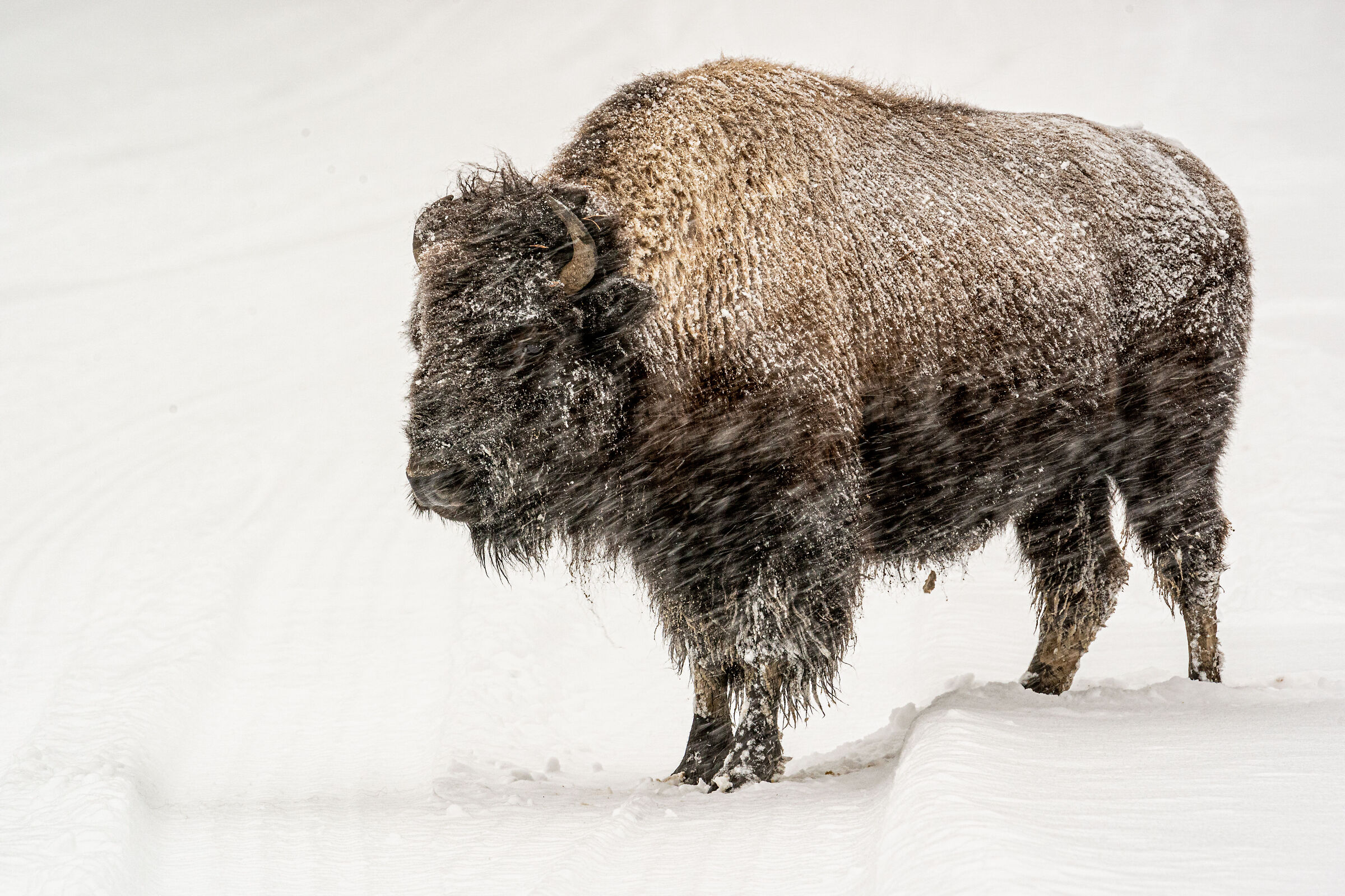 American bison