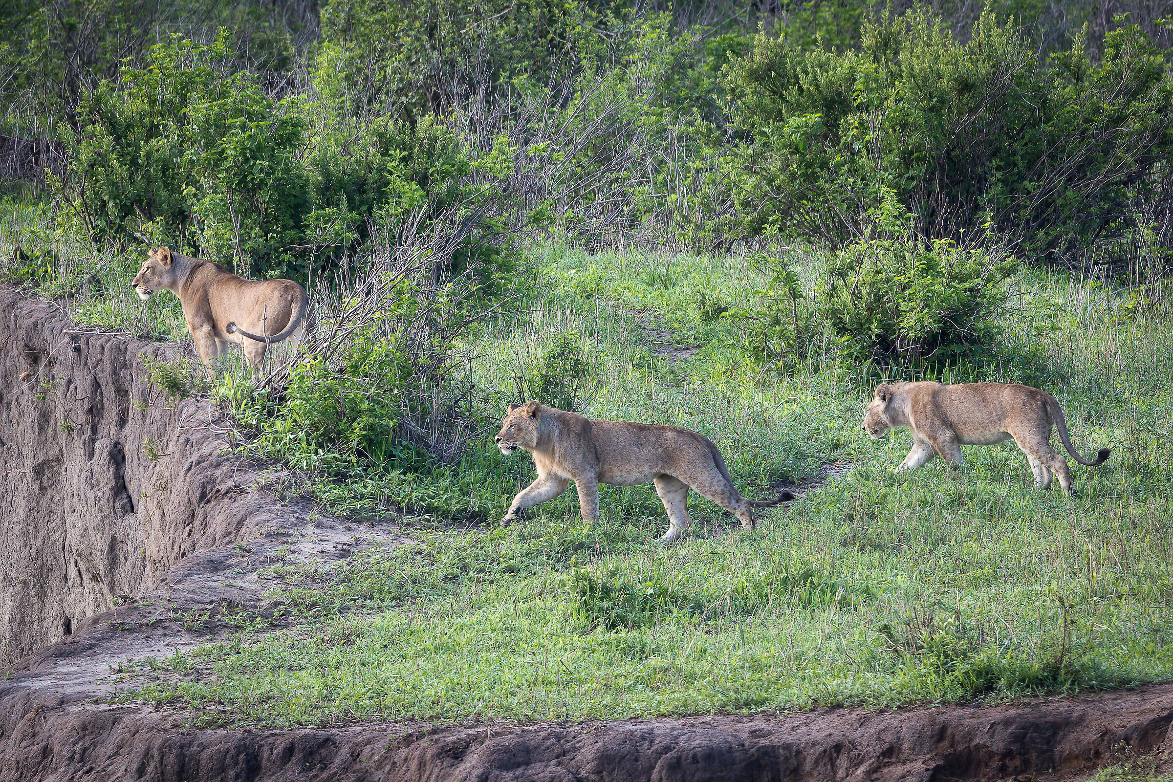 Leonesse - Tanzania, Serengeti National Park
