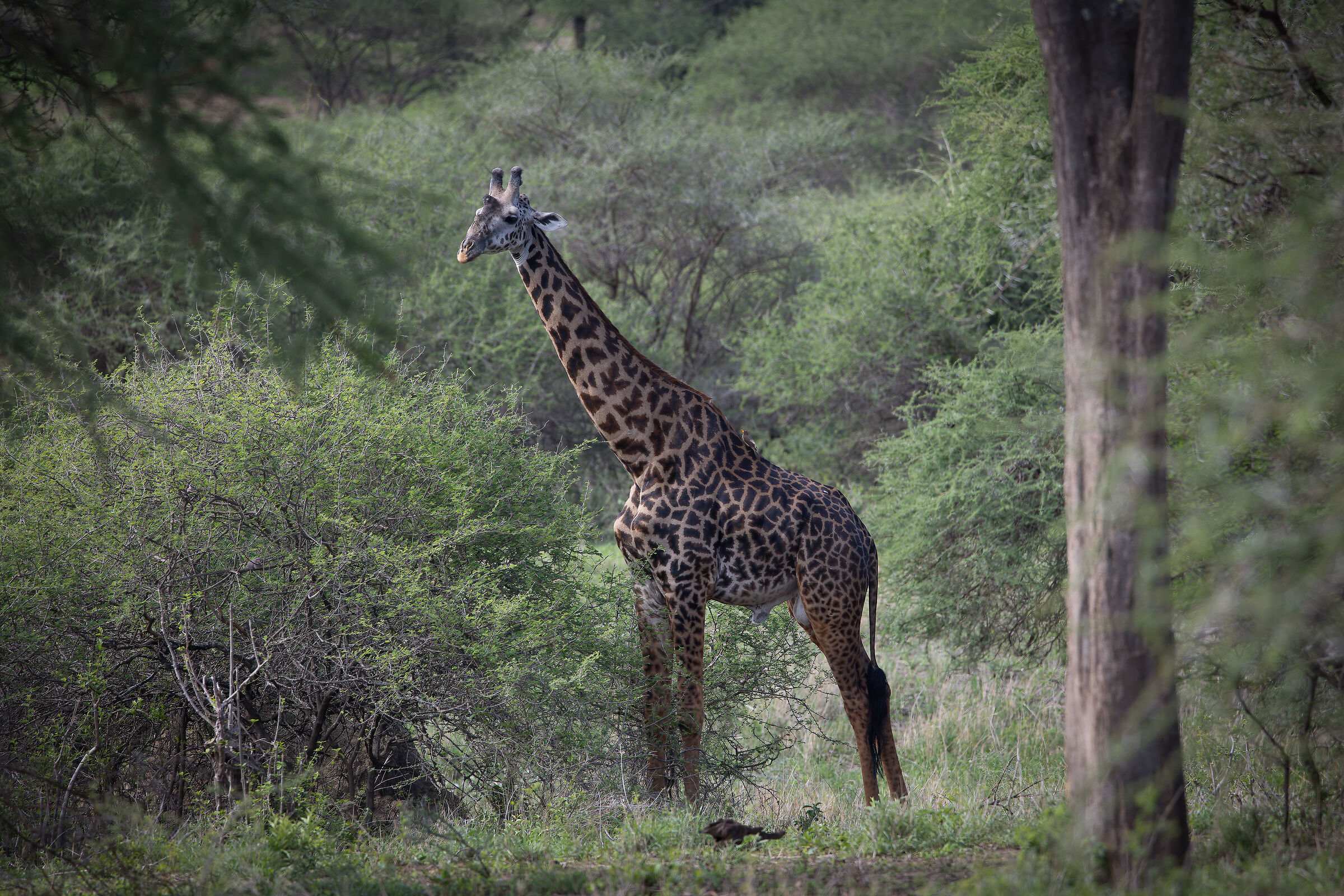 Twiga - Tanzania, Serengeti National Park