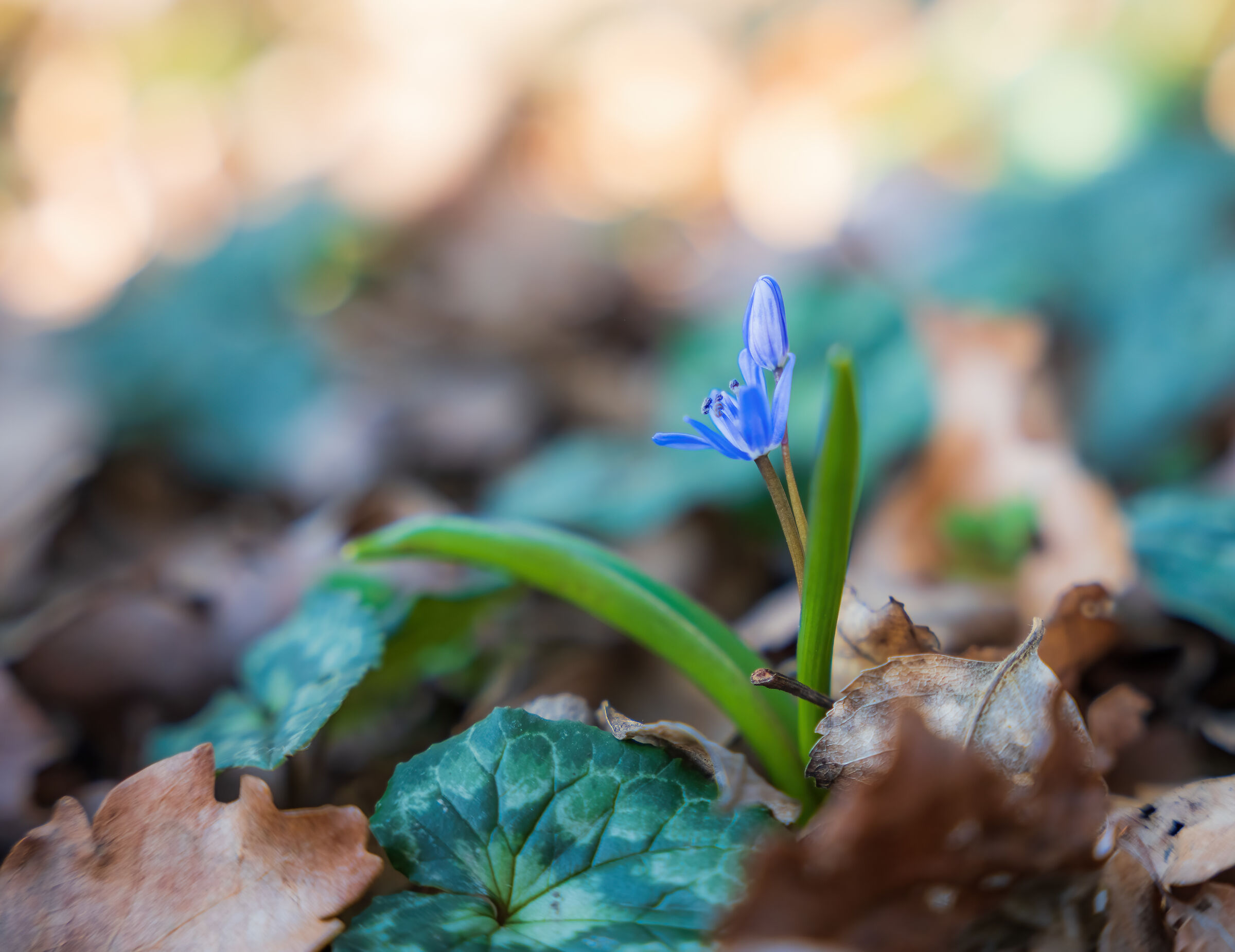 Scilla bifolia 2023